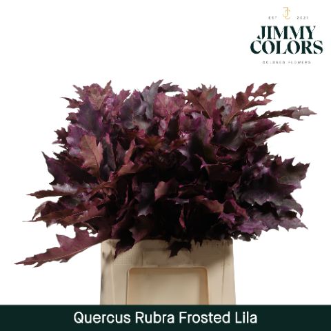 Quercus Rubra L60 Frosted Lila