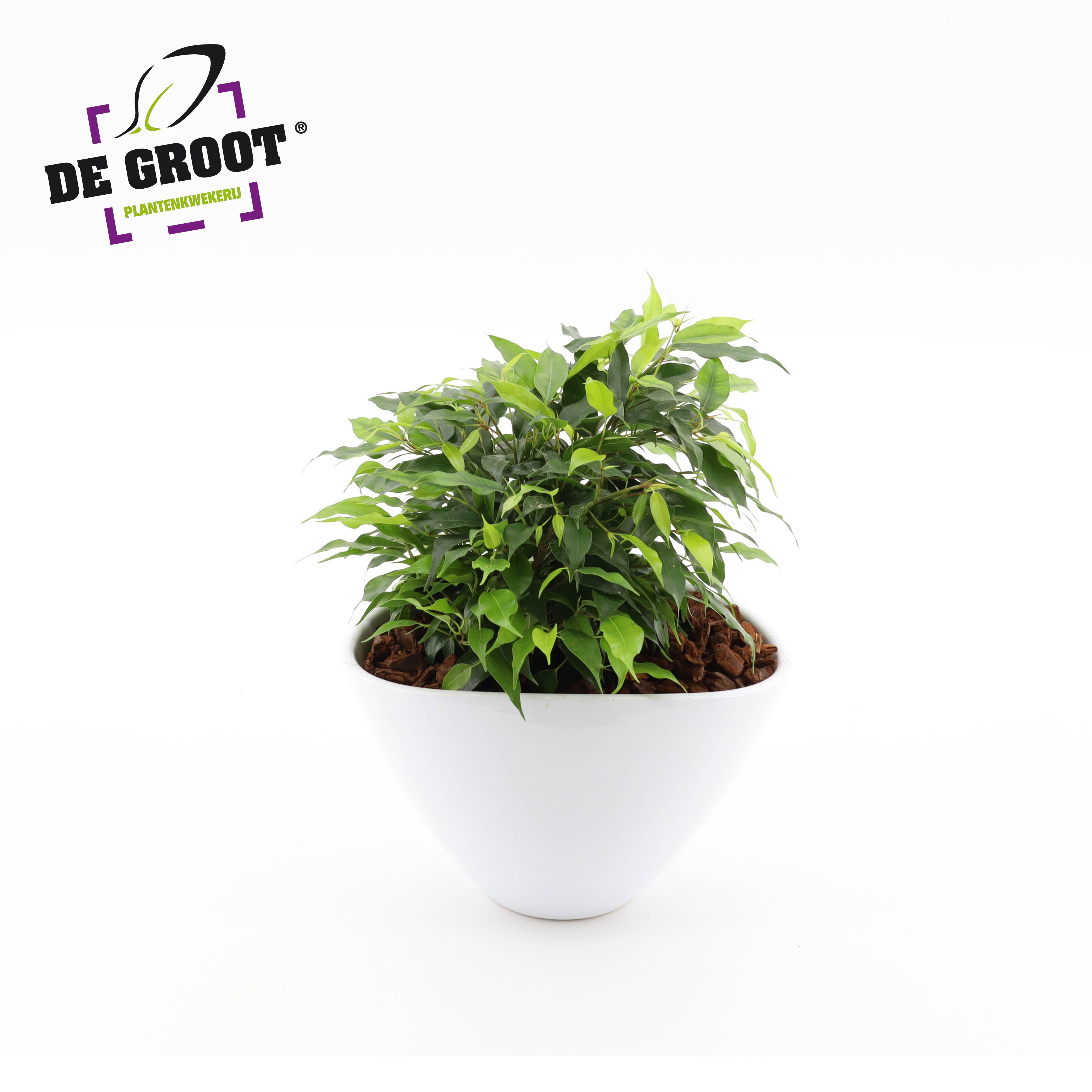 Picture of Ficus Green Kinky arr. envelope pot P18