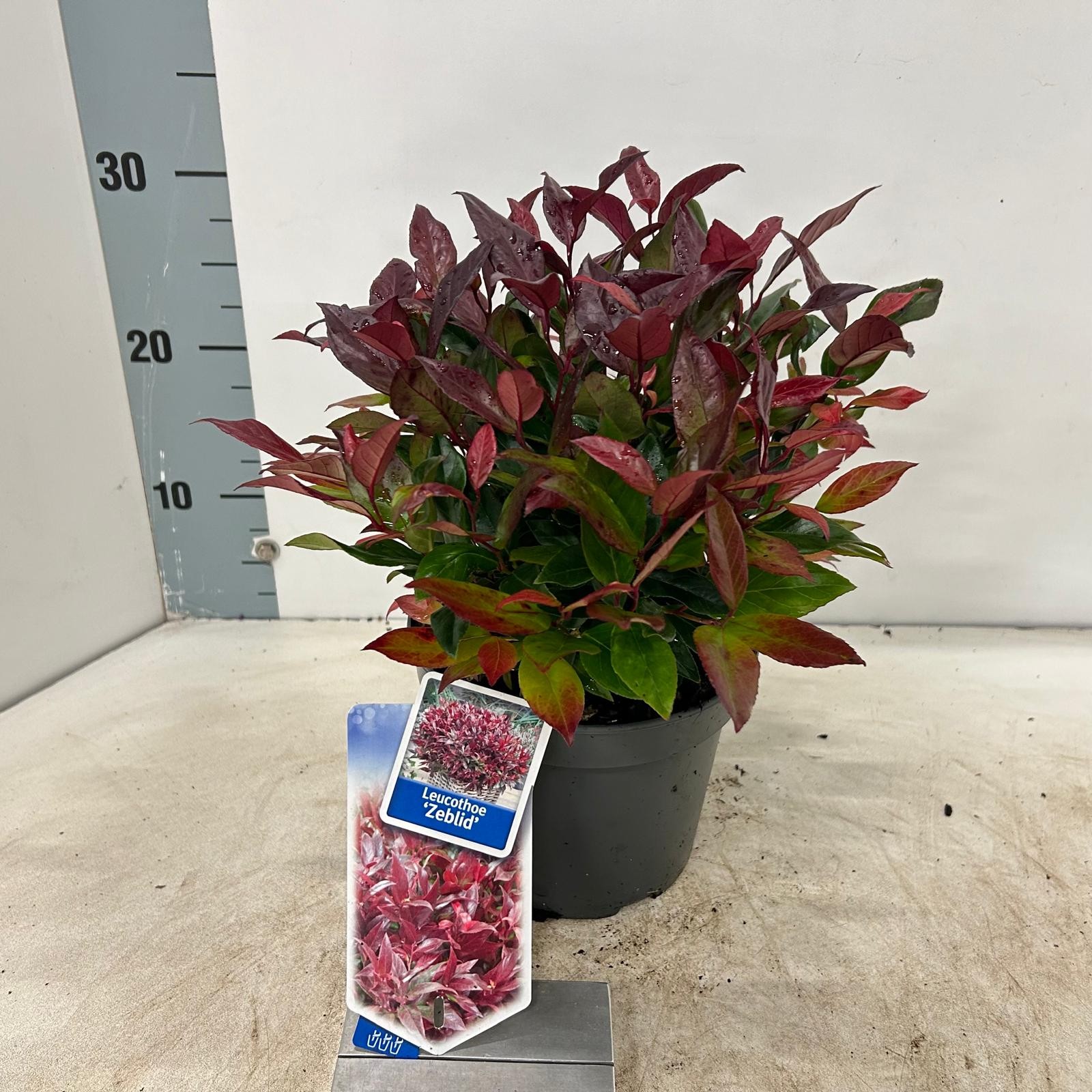 Picture of Leucothoe 'Zeblid'