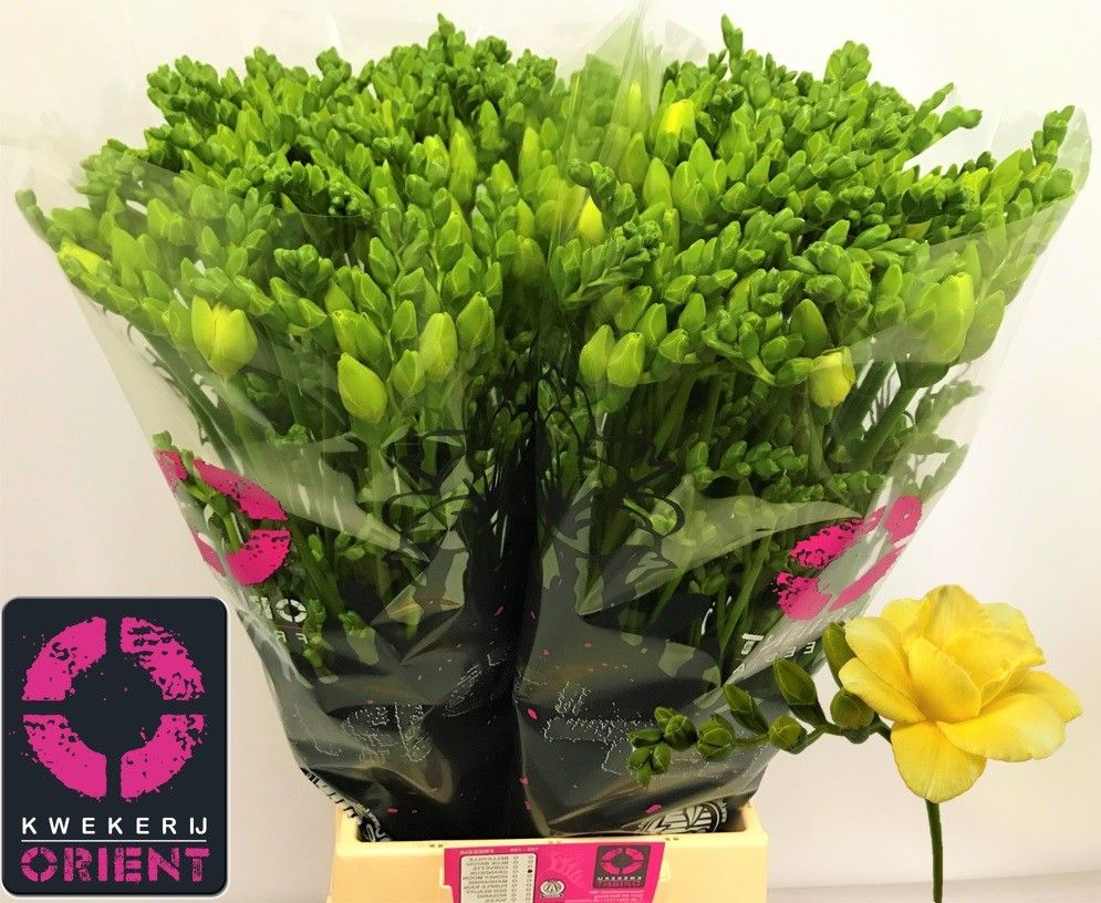 Freesia Double Grandeur 50cm 24gram