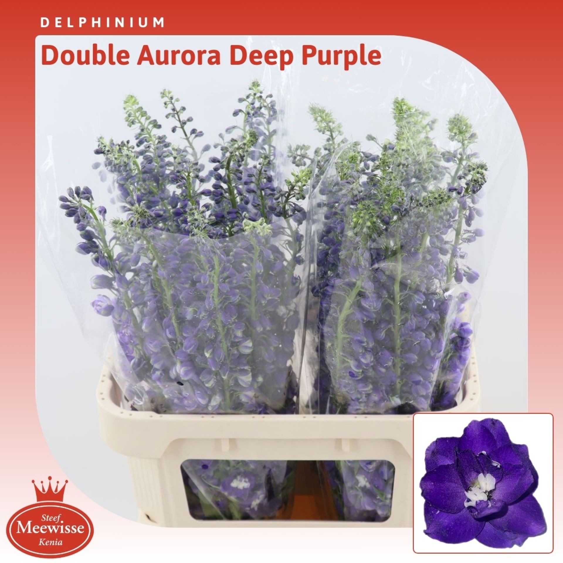 Delph El Aurora Dp P