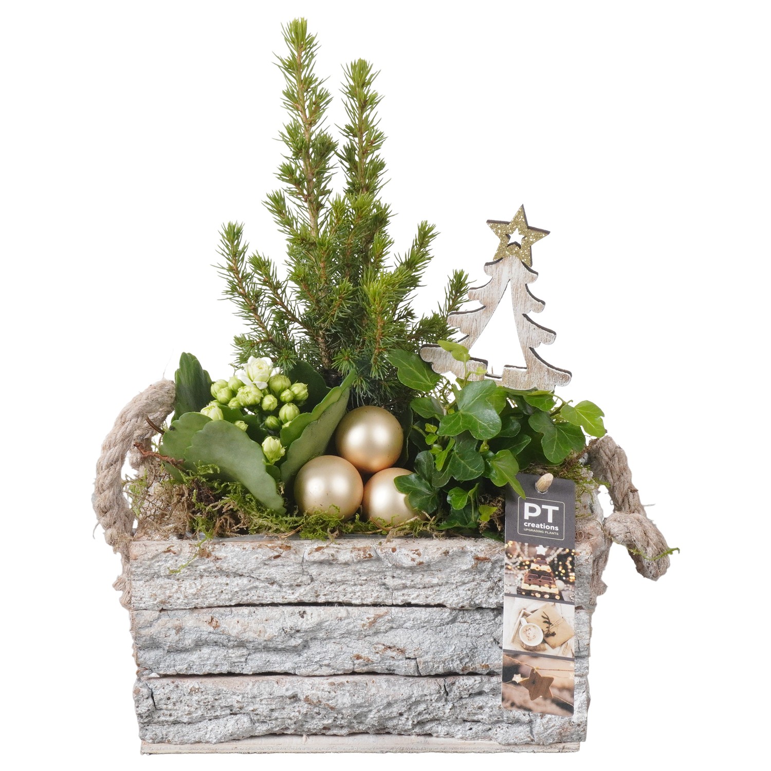 Picture of PTKB9315 Arrangement X-Mas in wooden box P20 30CM