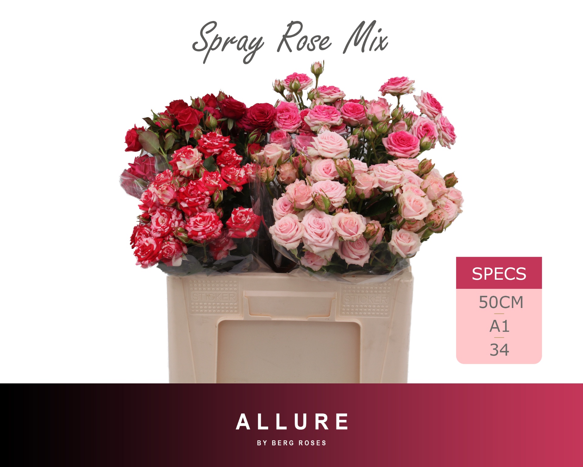 Rosa Spr 50cm