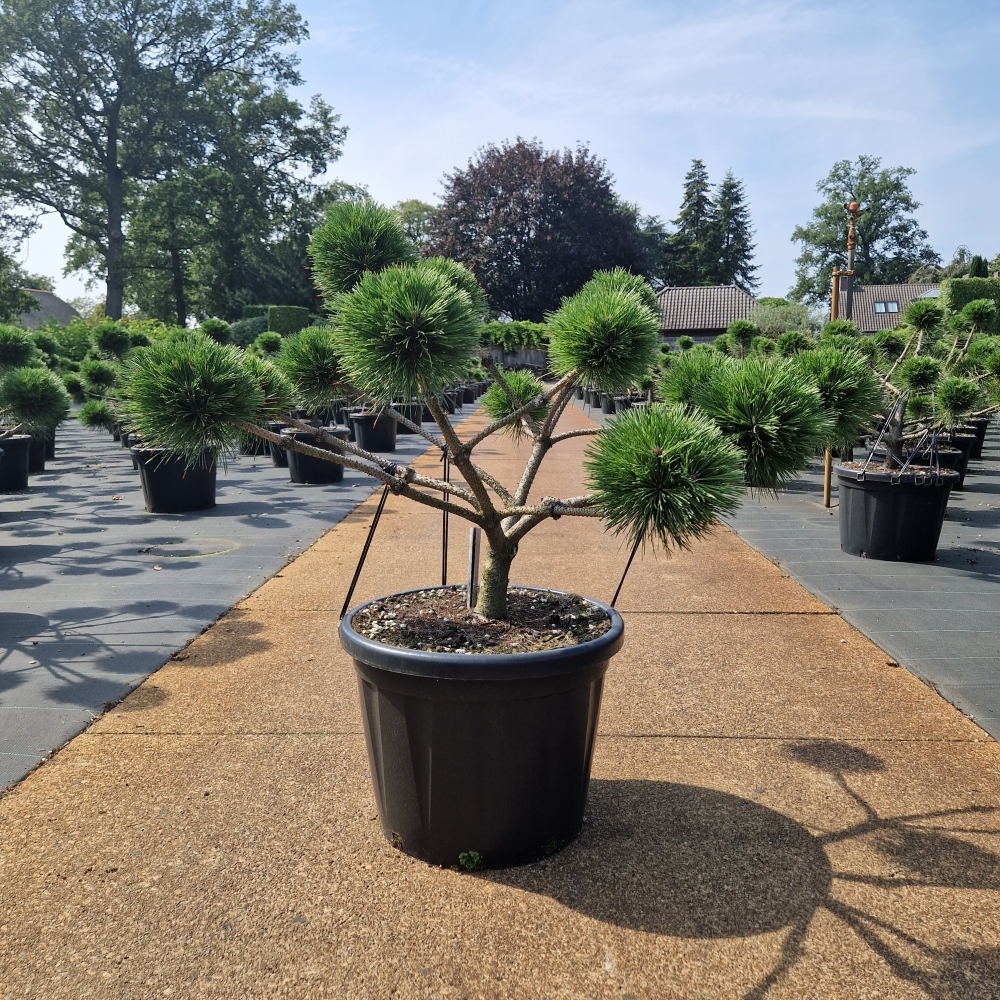 Picture of Pinus nigra Brepo C45 Bonsai-70/80