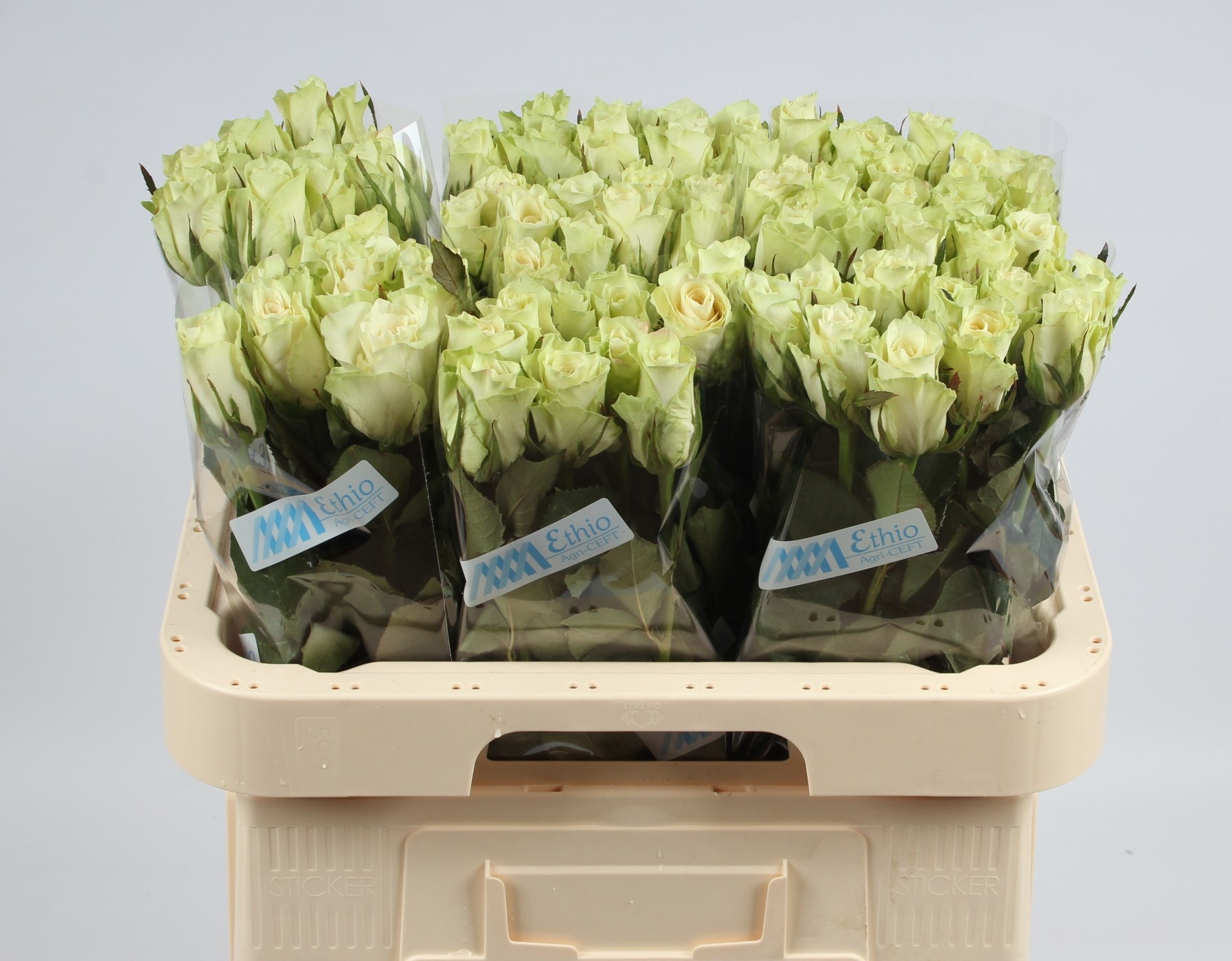 Rosa Athena 60cm