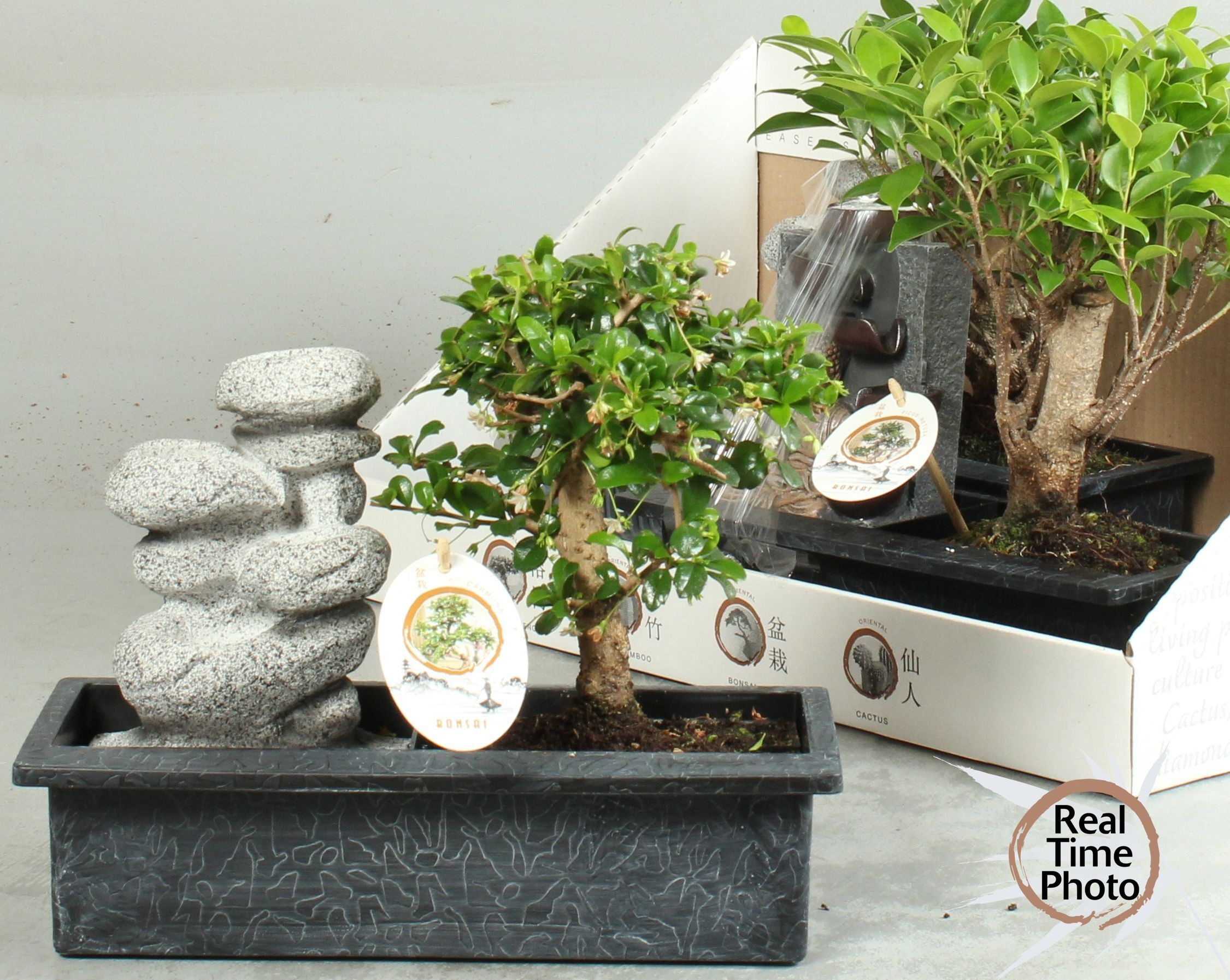 Bonsai Gem 29P 30H