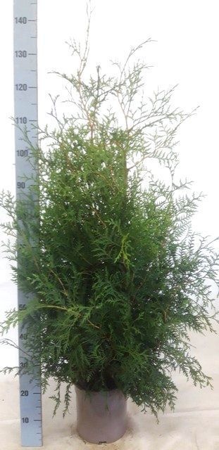 Thuja O Brabant 24P 130H
