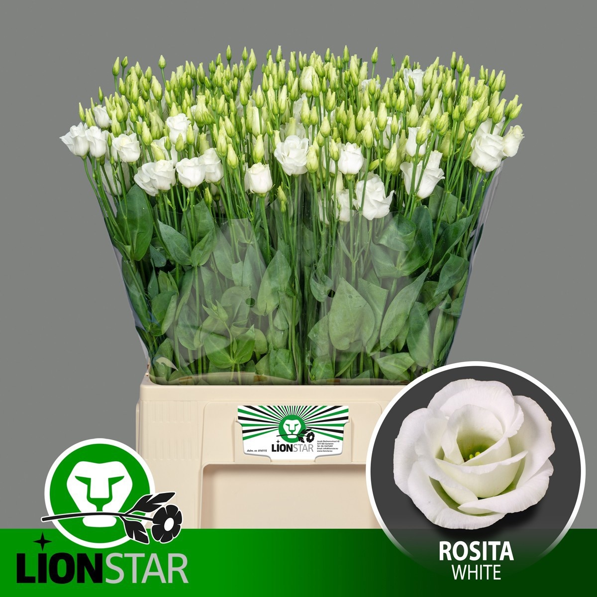 Lisianthus Double Rosita White 60cm