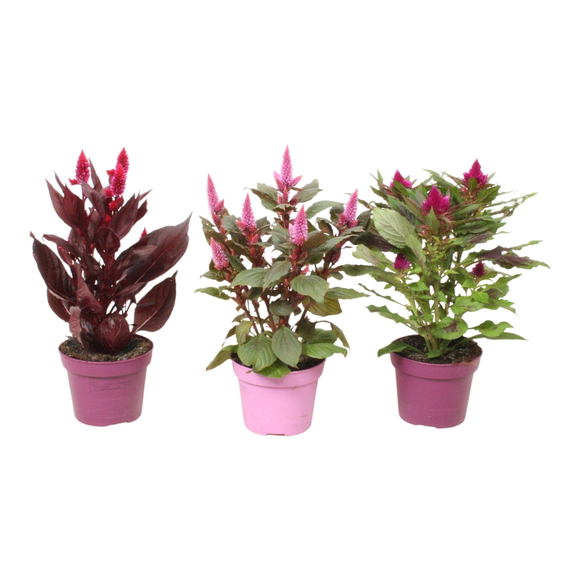 Celosia 'Magic' mix with label | Decorum