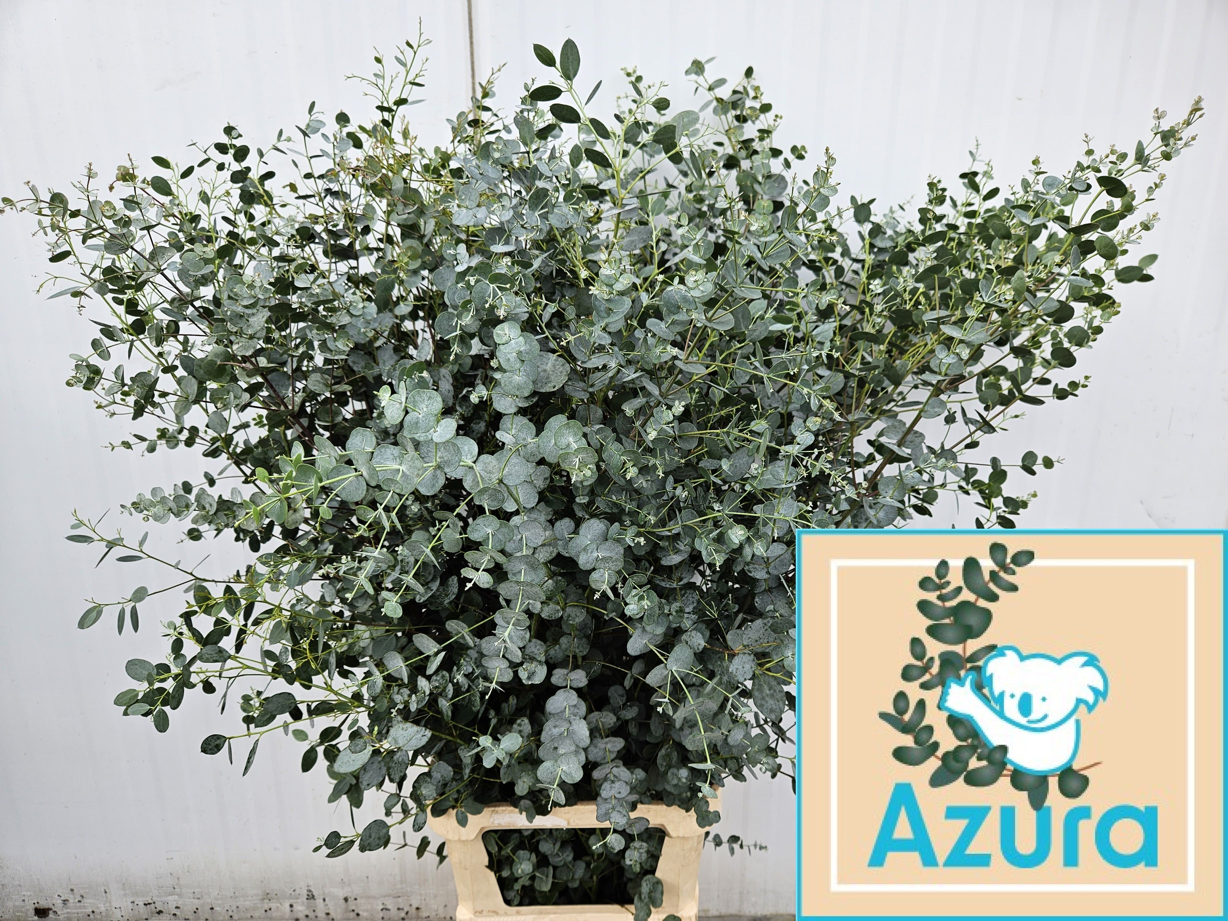 Euca Gu Azura 175L.cm