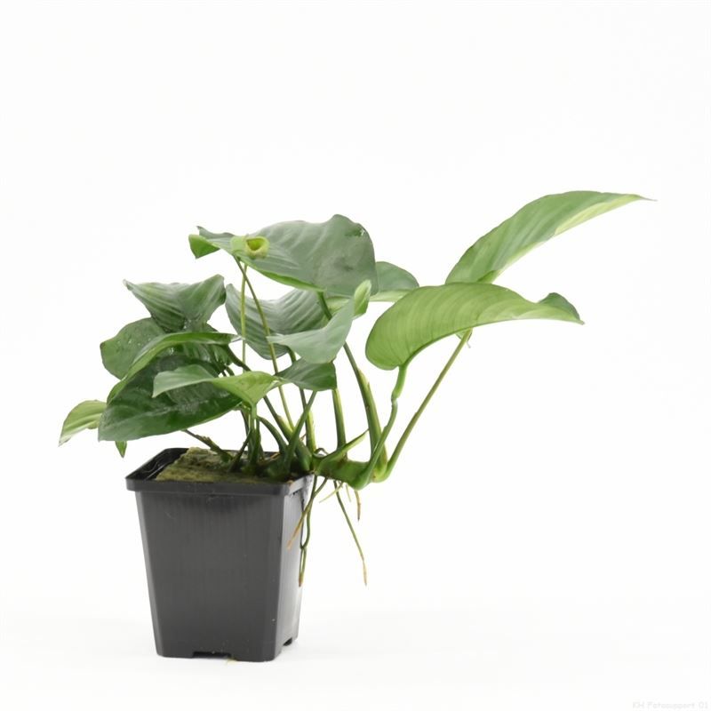 Anubias barteri