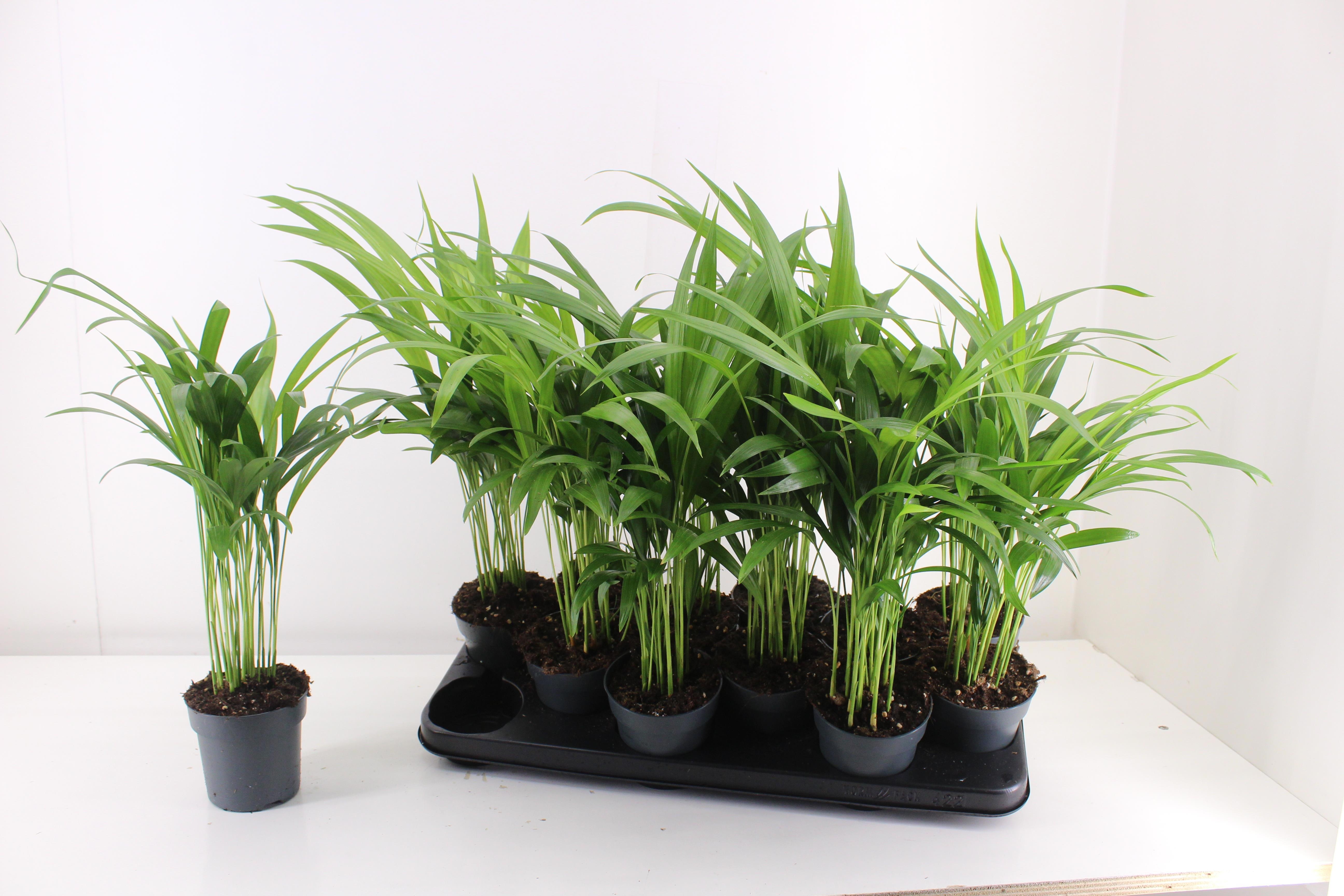 Dypsis Lutescens 510P 40H