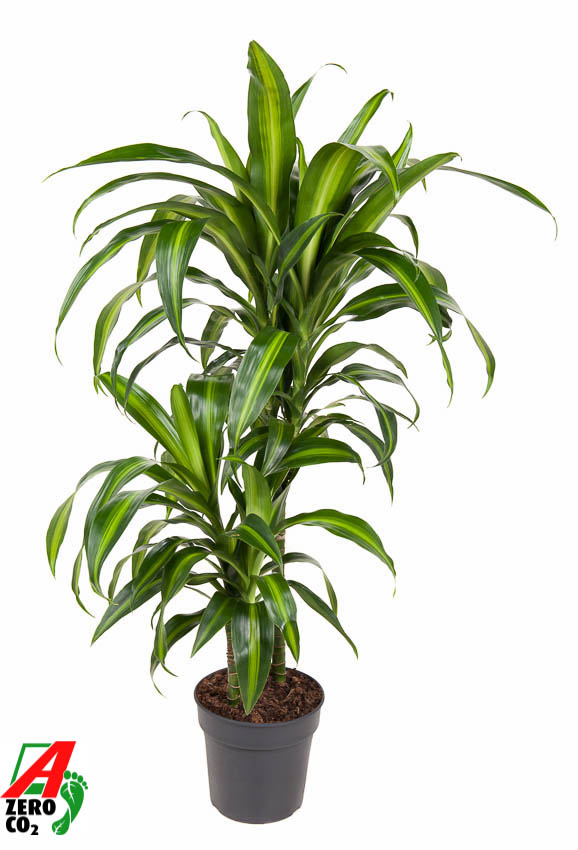 Picture of Dracaena Hawaiiana 45-15 P19 100CM