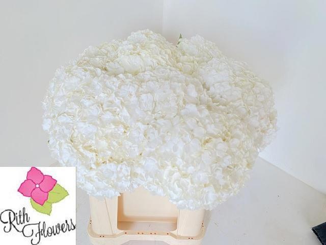 Hydrangea Royal Highness 50cm 16Ø