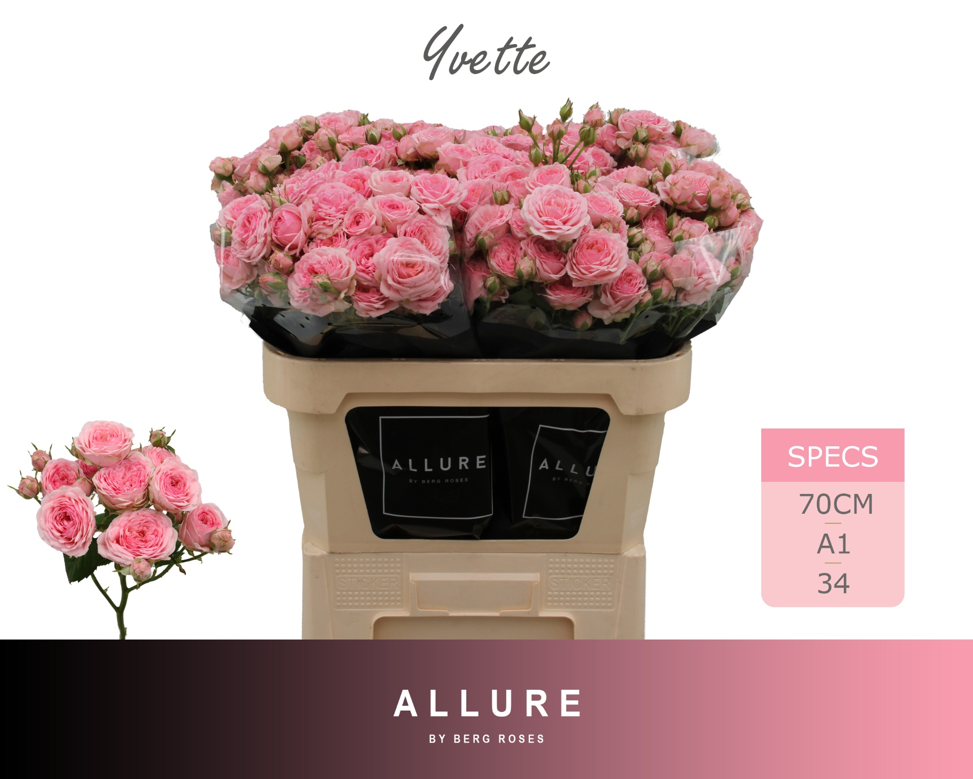 Rosa Spr Yvette 70cm