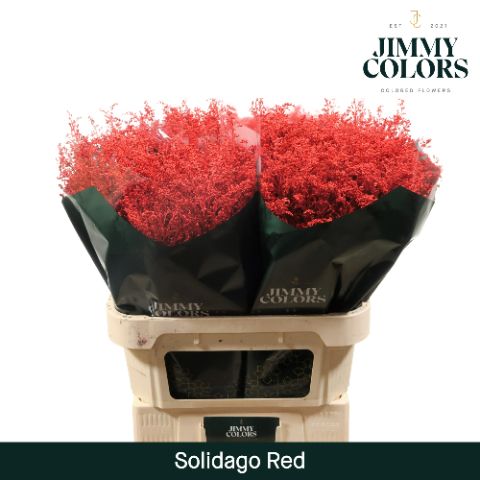Solidago L70 Red