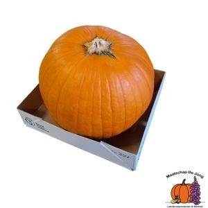 Cuc Maxima Halloween