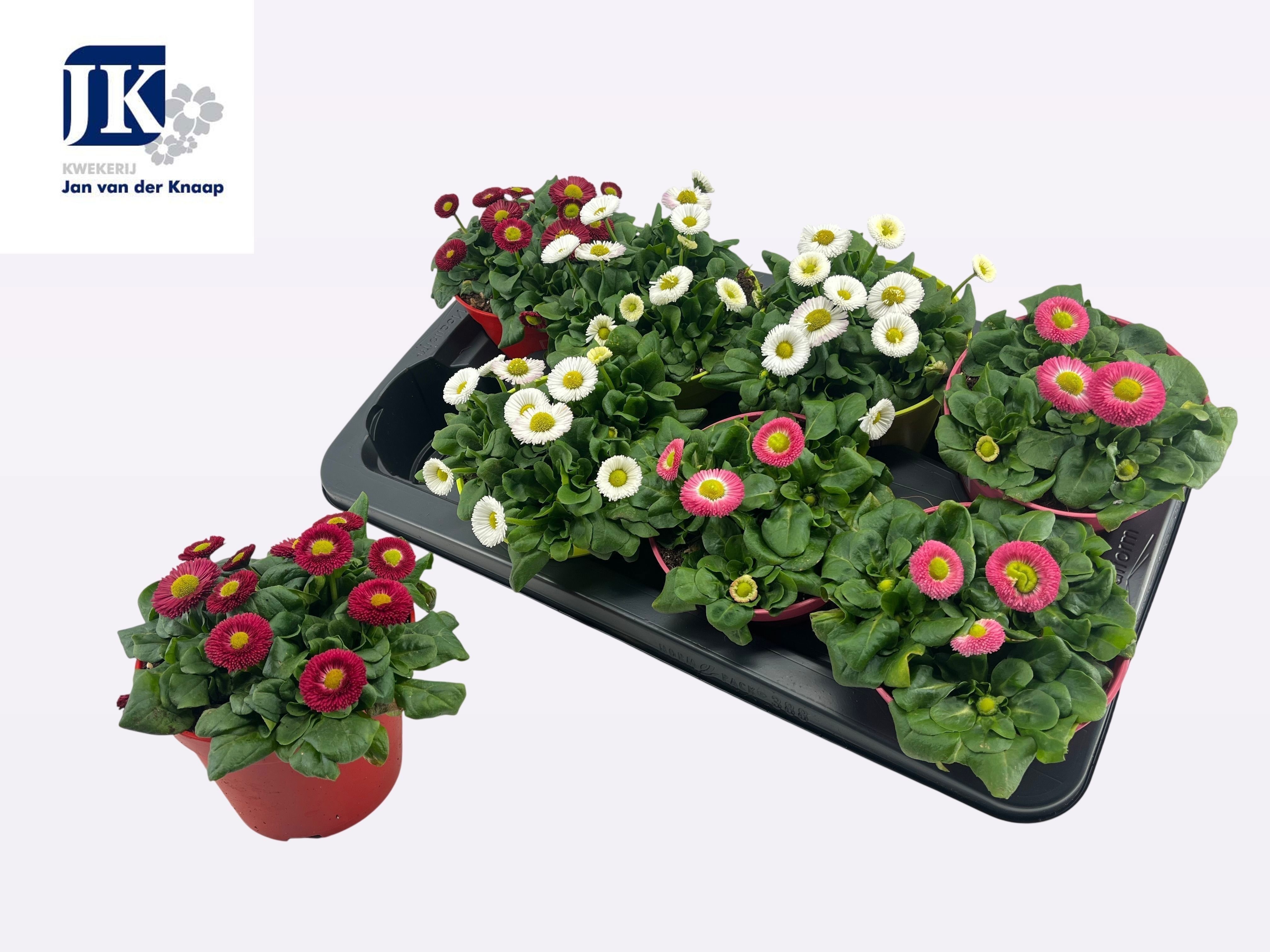 Bellis perennis gemengd - Bellis