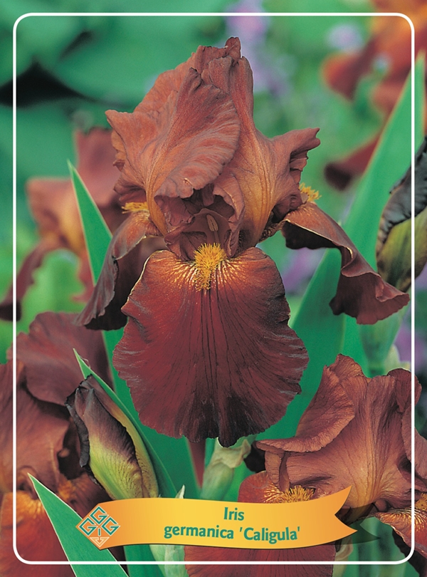 Picture of Iris germanica Mix 6x10 srt. per shelve P11