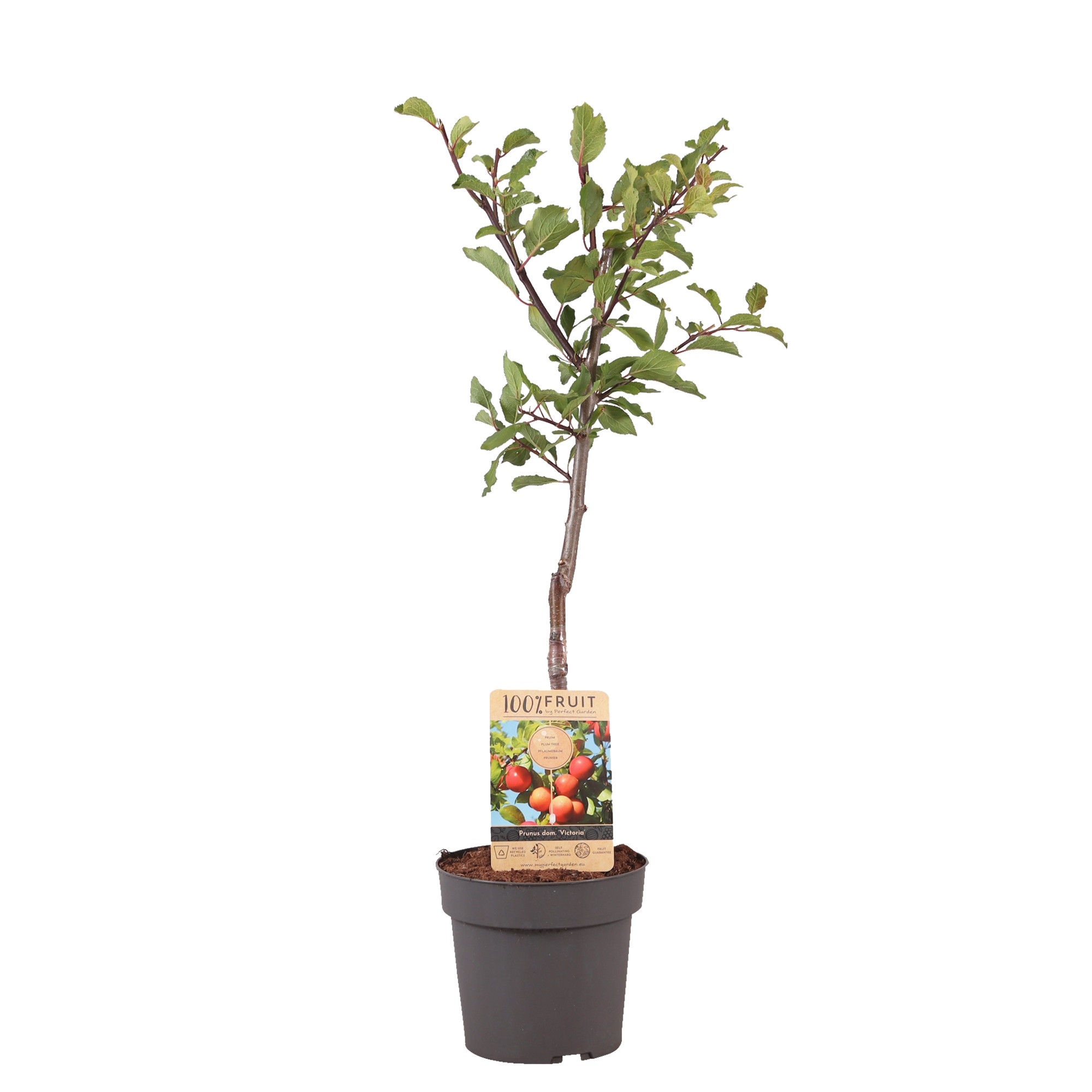 Picture of Prunus domestica Victoria P21 (4 Ltr) Patio-Trees