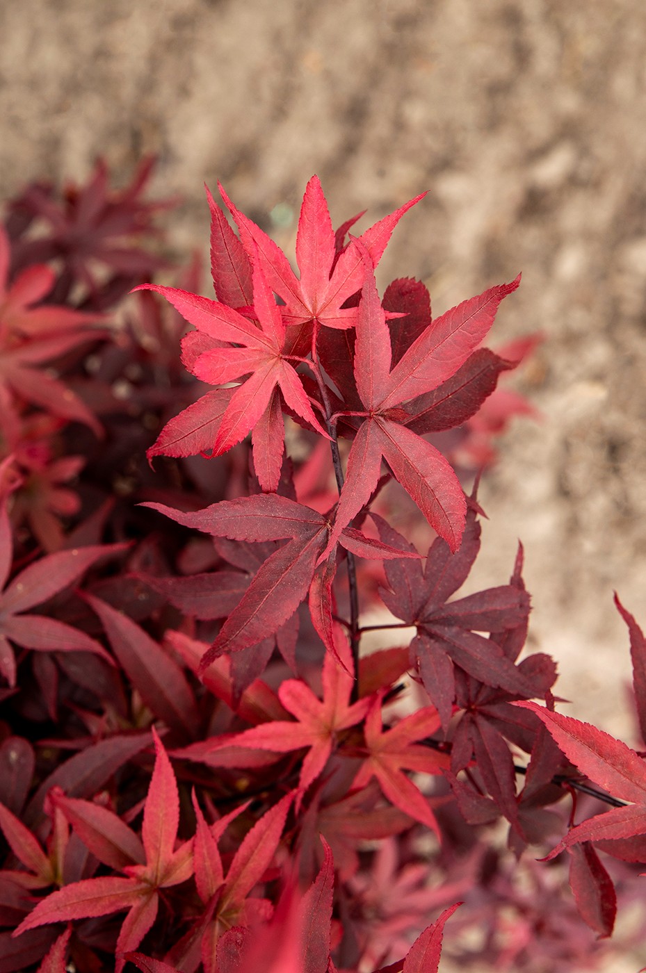 Picture of Acer palm. 'Little Red' extra kwaliteit