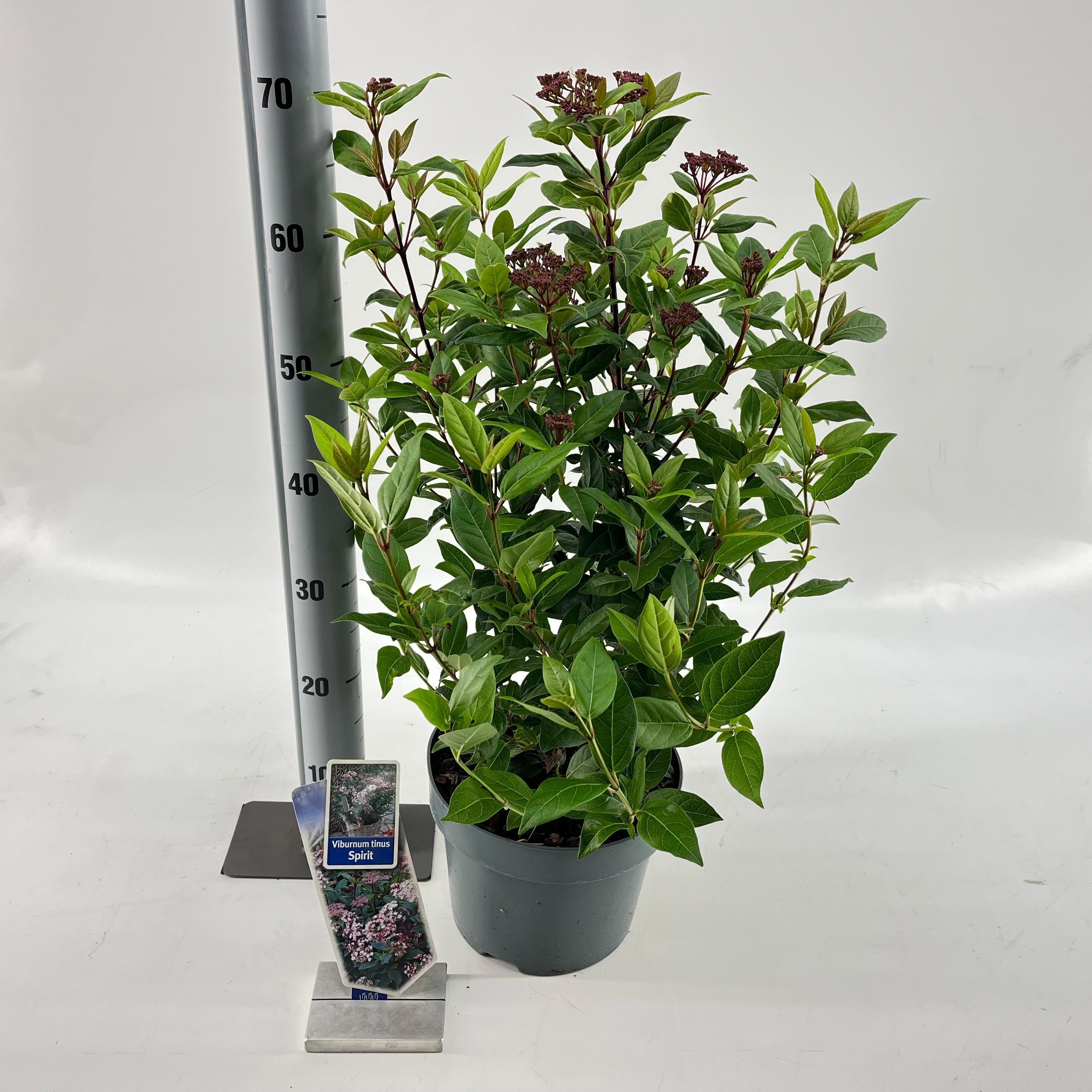 Picture of Viburnum tinus Spirit ('Anvi'PBR)