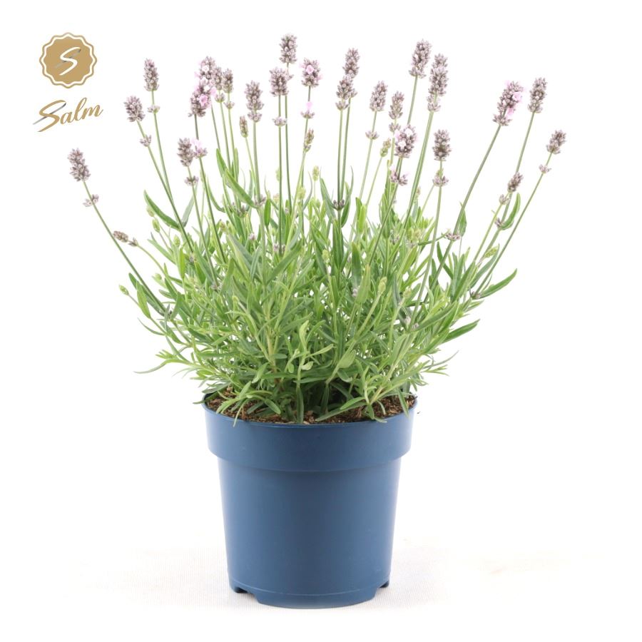 Picture of Lavandula ang. 'Felice Light Pink'® P15