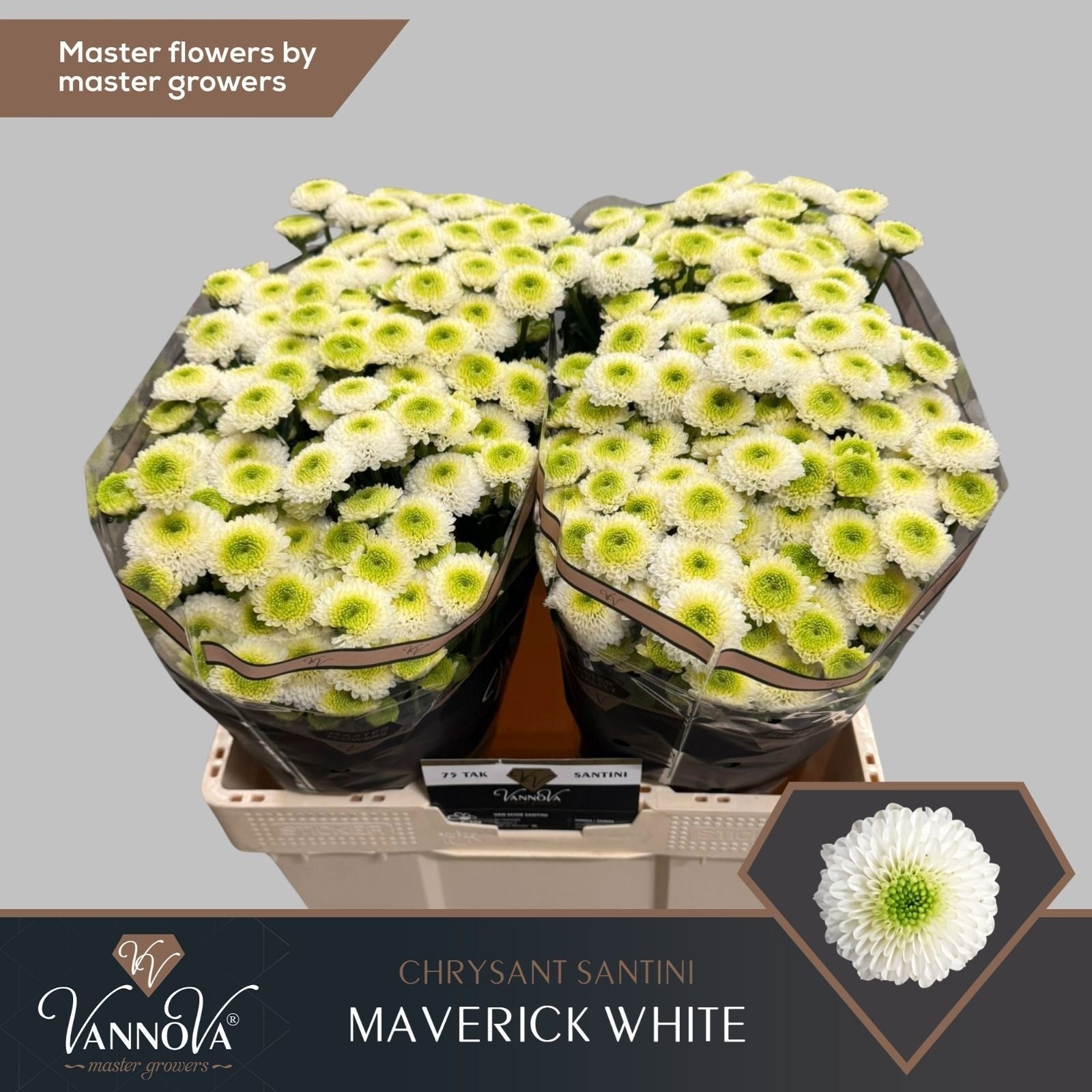 Chrys Santini Maverick White 55cm 170Ø