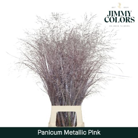 Panicum L90 Mtlc. Pink
