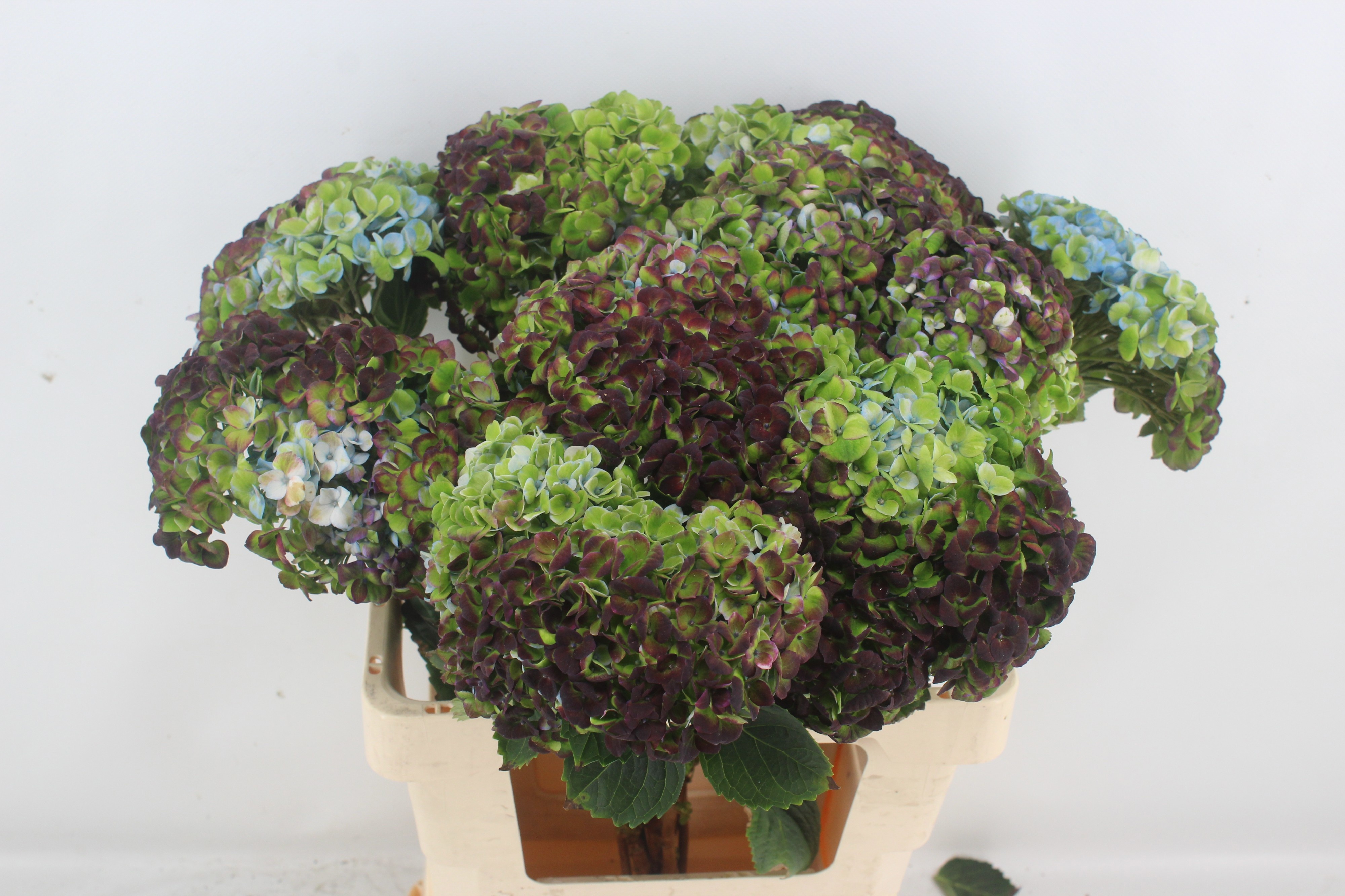 Hydrangea Revolution Classic Purple 60cm 14Ø
