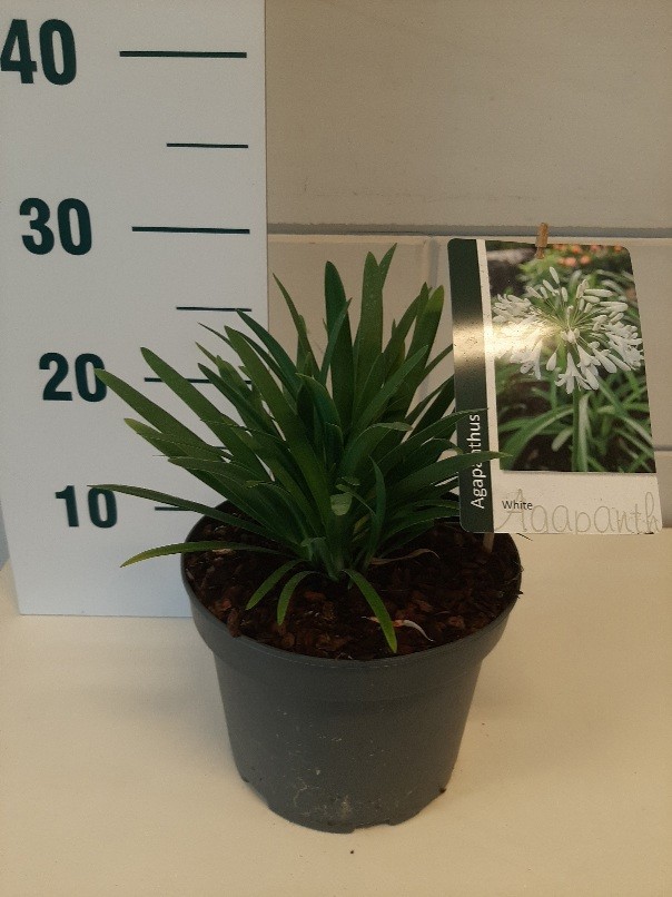 Agapanthus x 'Petite Eskimo' ®