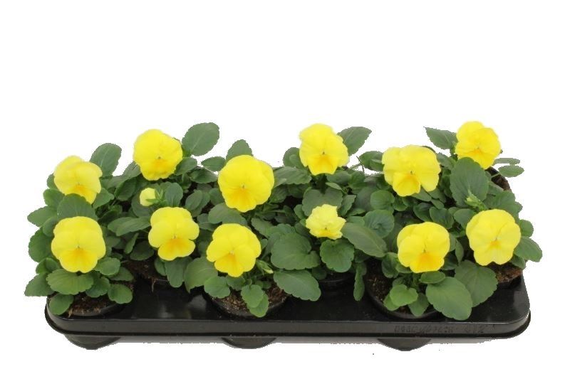 Vio Del Pure Lemon 11Ø 20cm