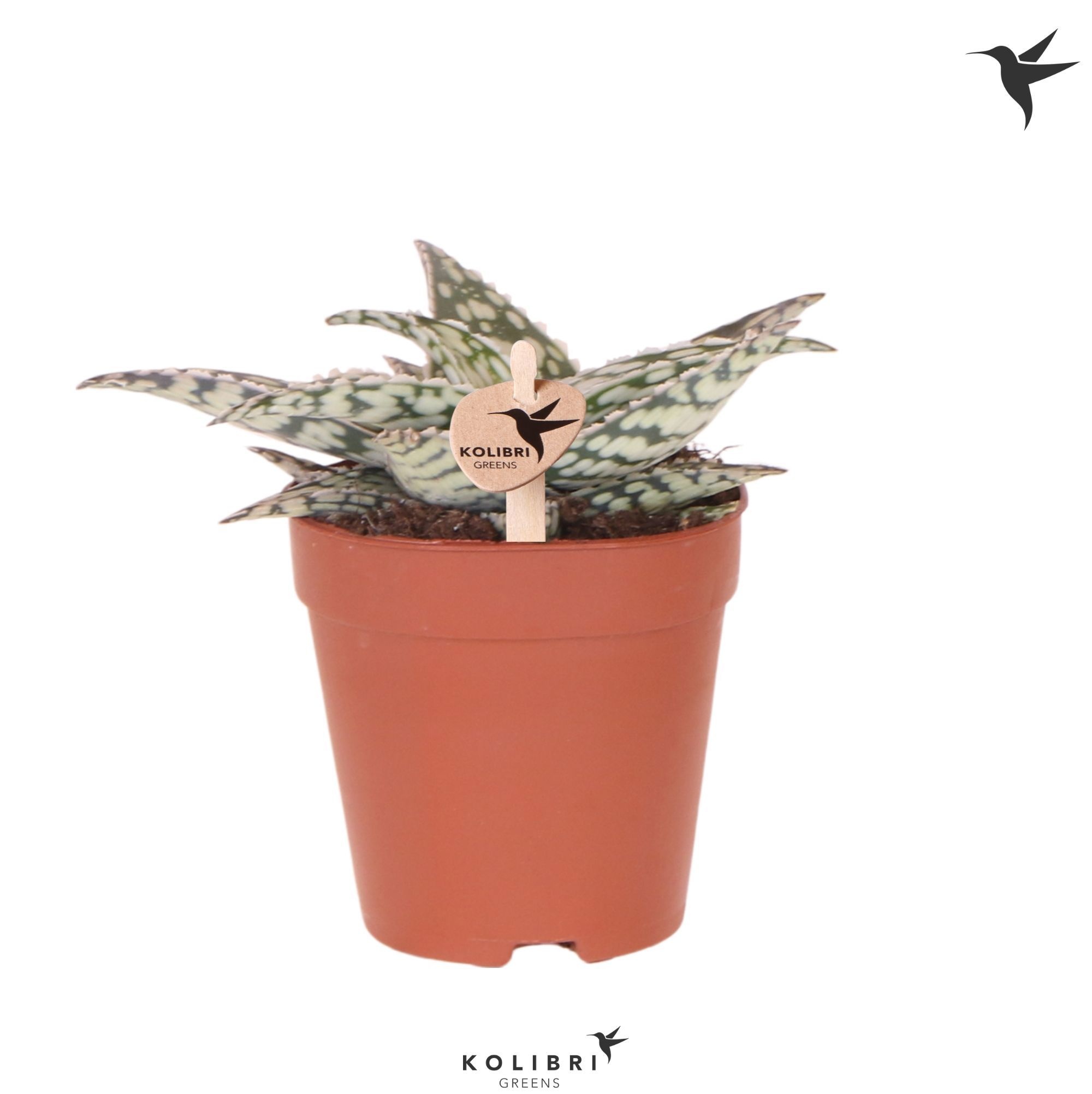 Aloe Kolibri Greens Succulenten Aloë Caddo