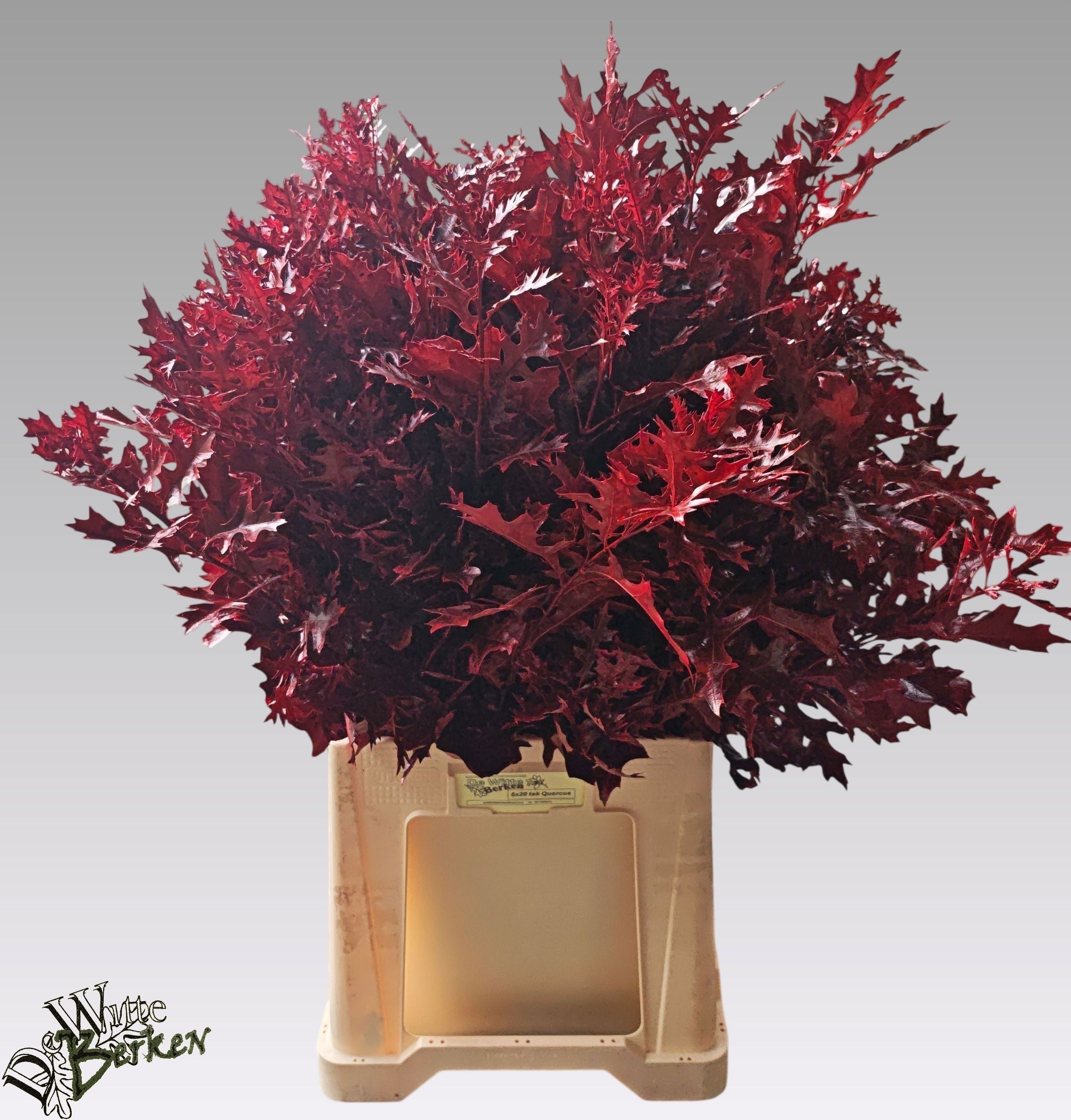 Oak Leaves Preparated/ptd (QUERCUS) 80cm