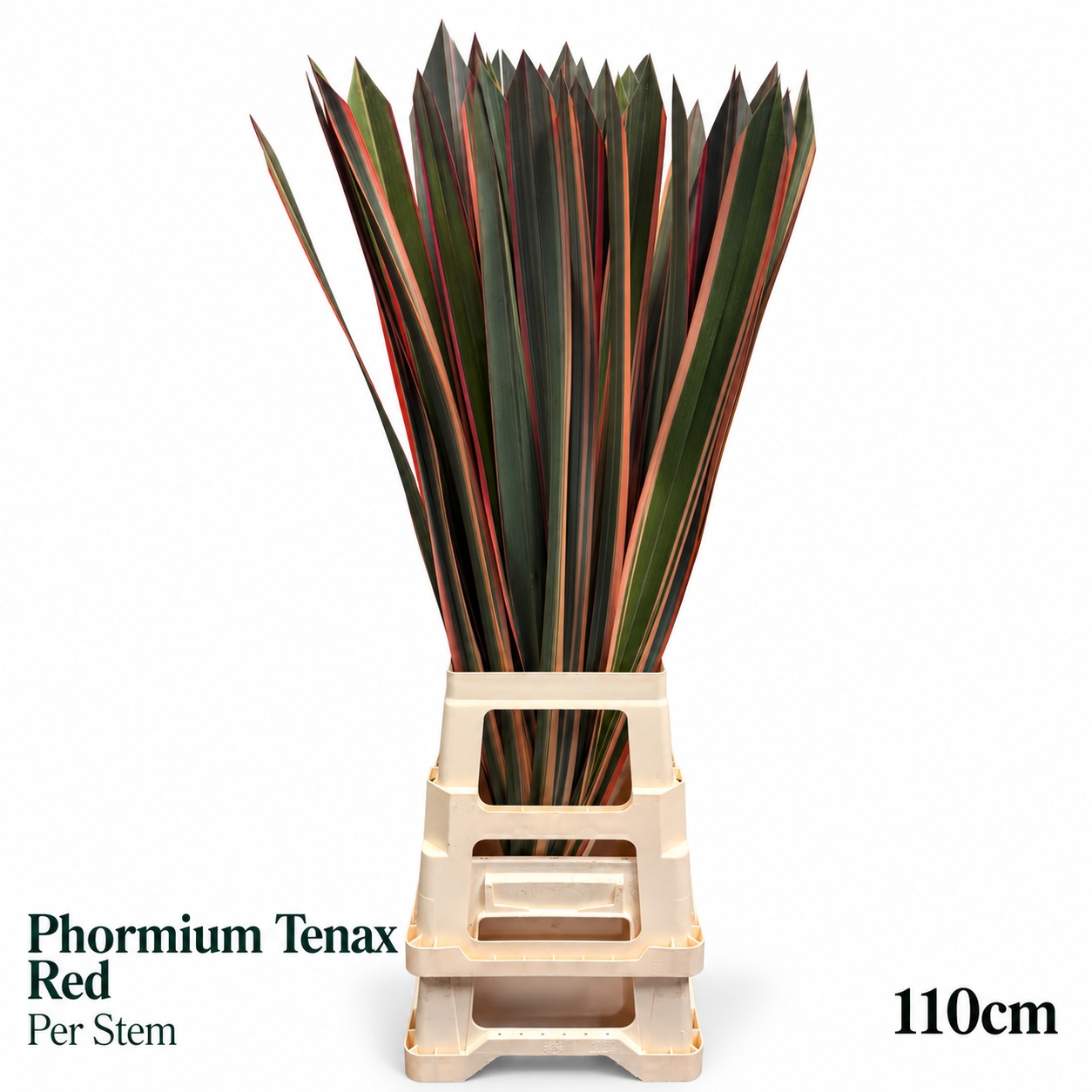 Phorm T Variegatum