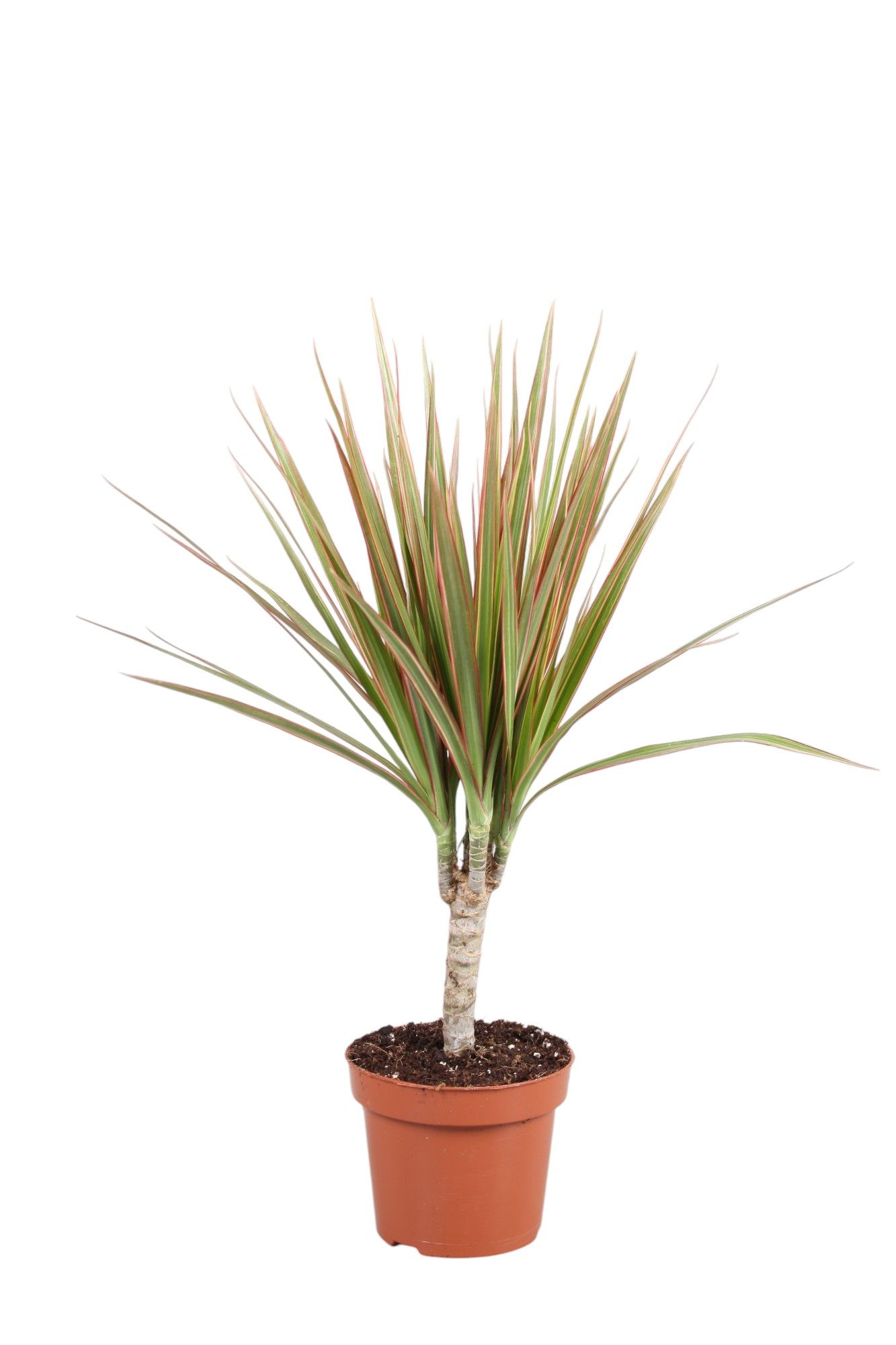 Dracaena Bicolor enkele stam