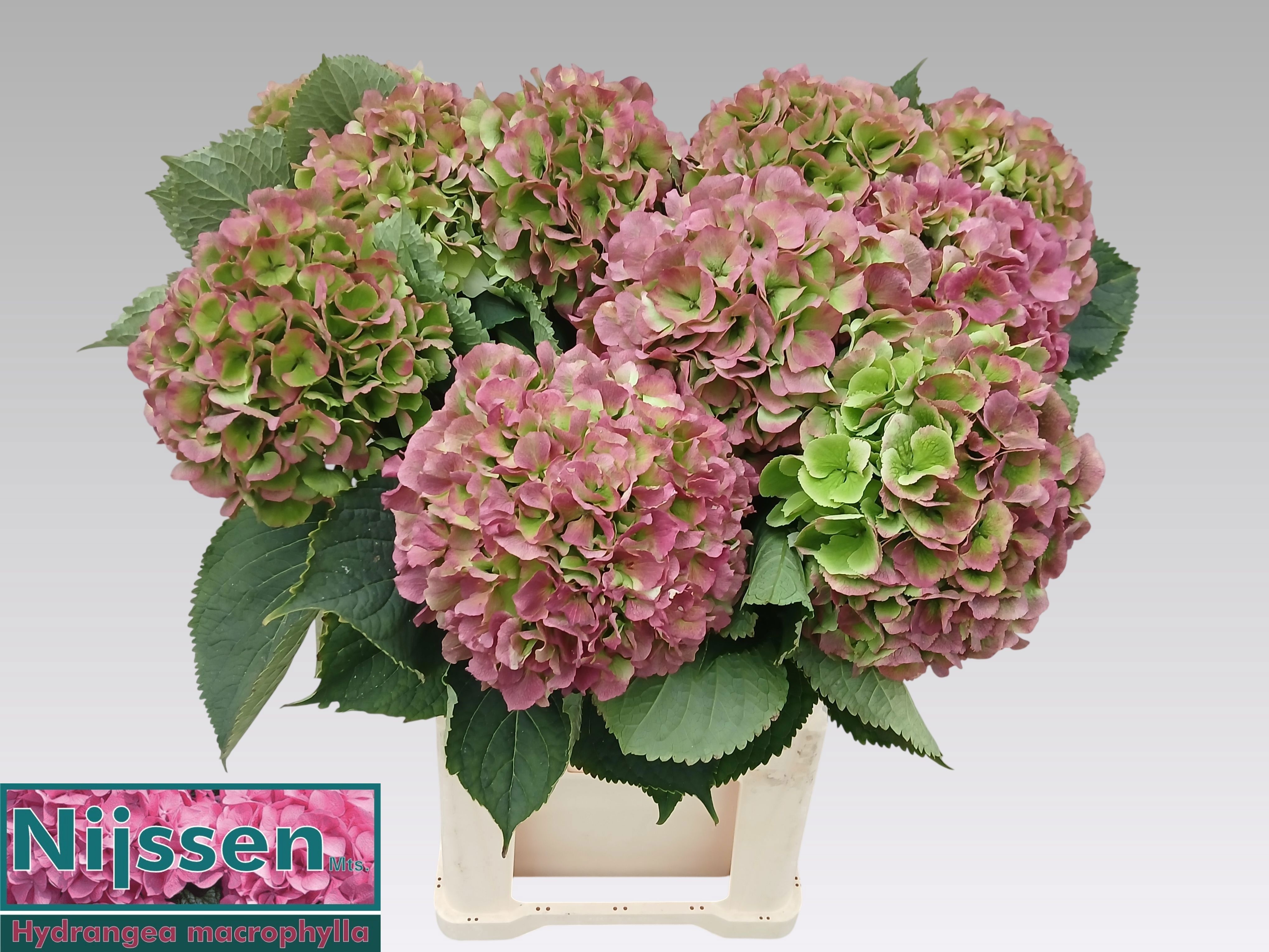 Hydrangea Verena Classic Pink 80cm 23Ø