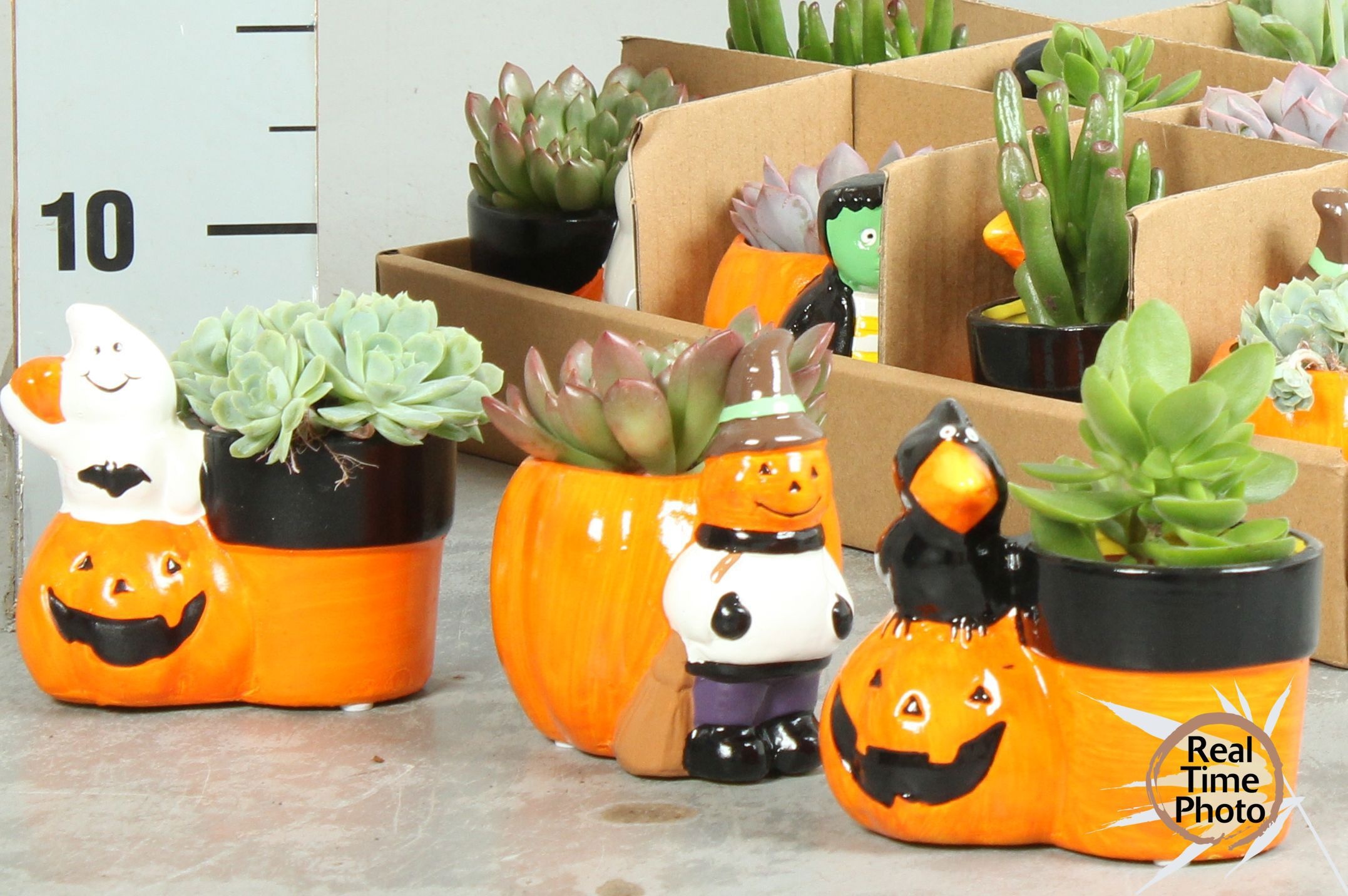Arr Succulenten 12P 20cm
