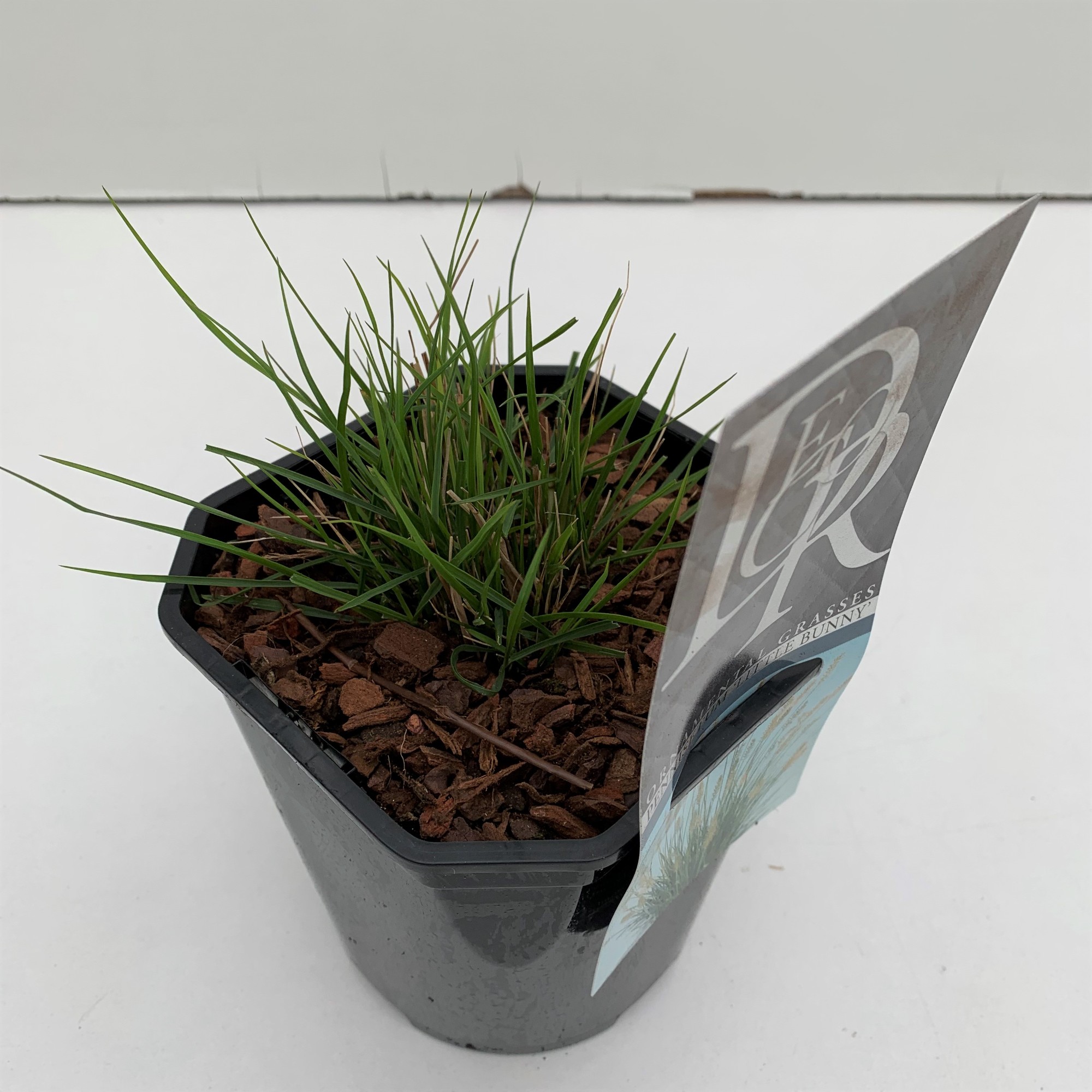 Picture of Pennisetum Little Bunny P17 (2 Ltr) Square