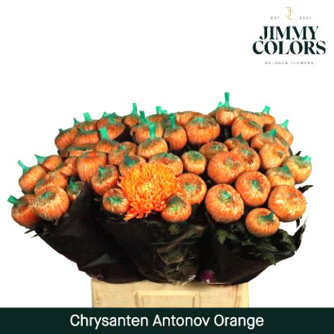 Chr G Antonov Orange