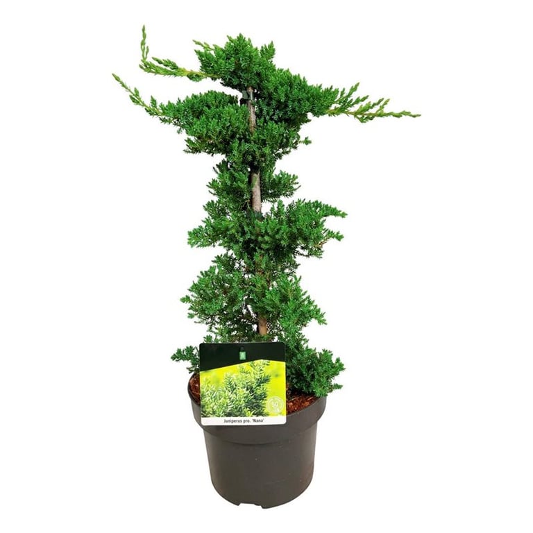 Picture of Juniperus proc. 'Nana'