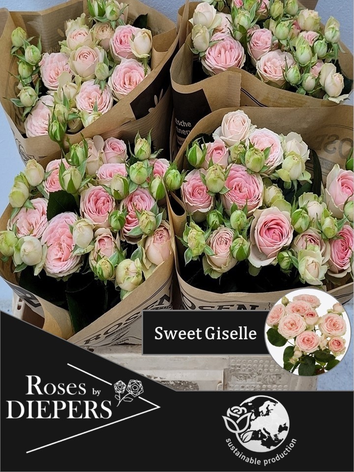 R Tr Sweet Giselle!