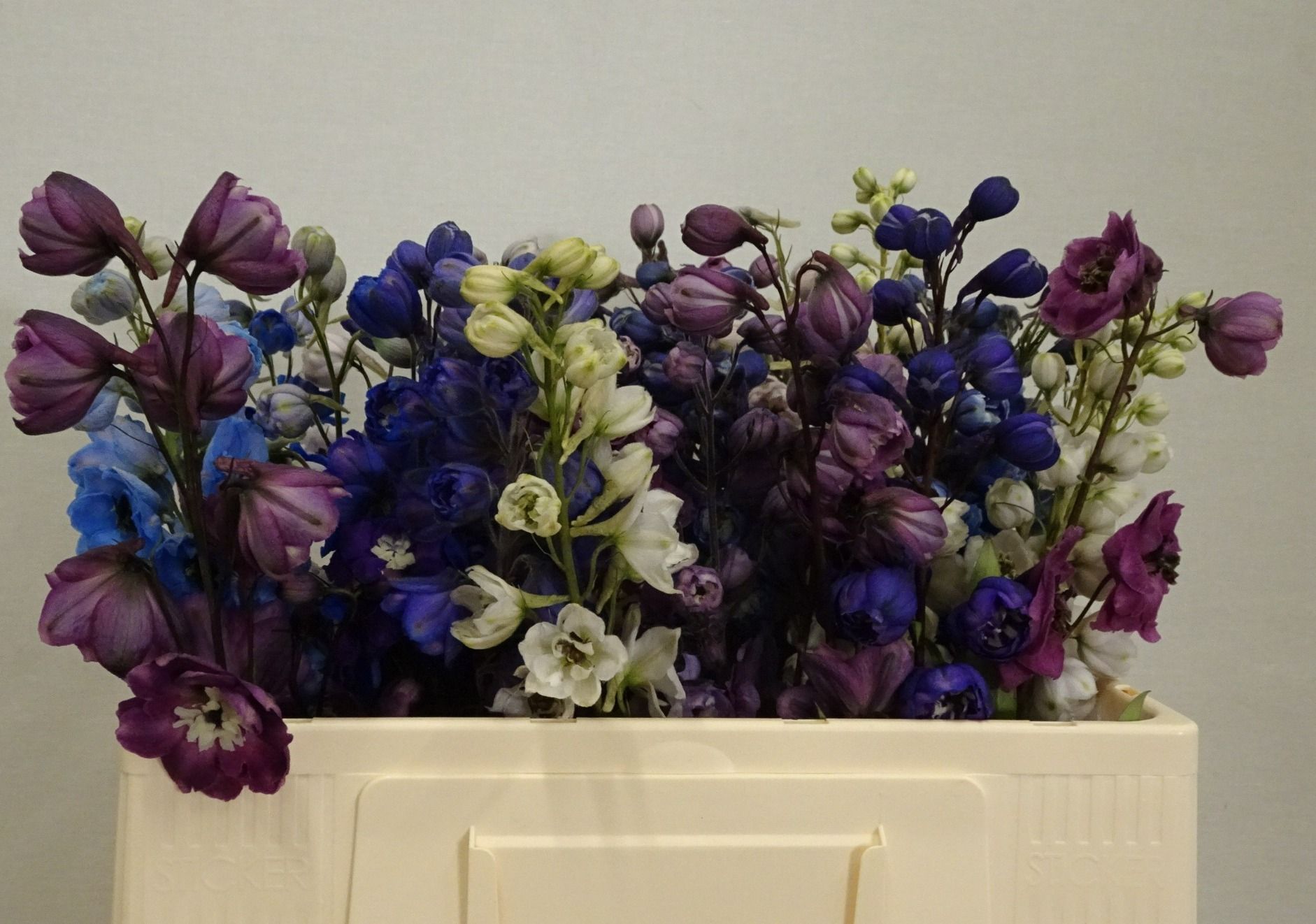 Delphinium El Mixed 50cm