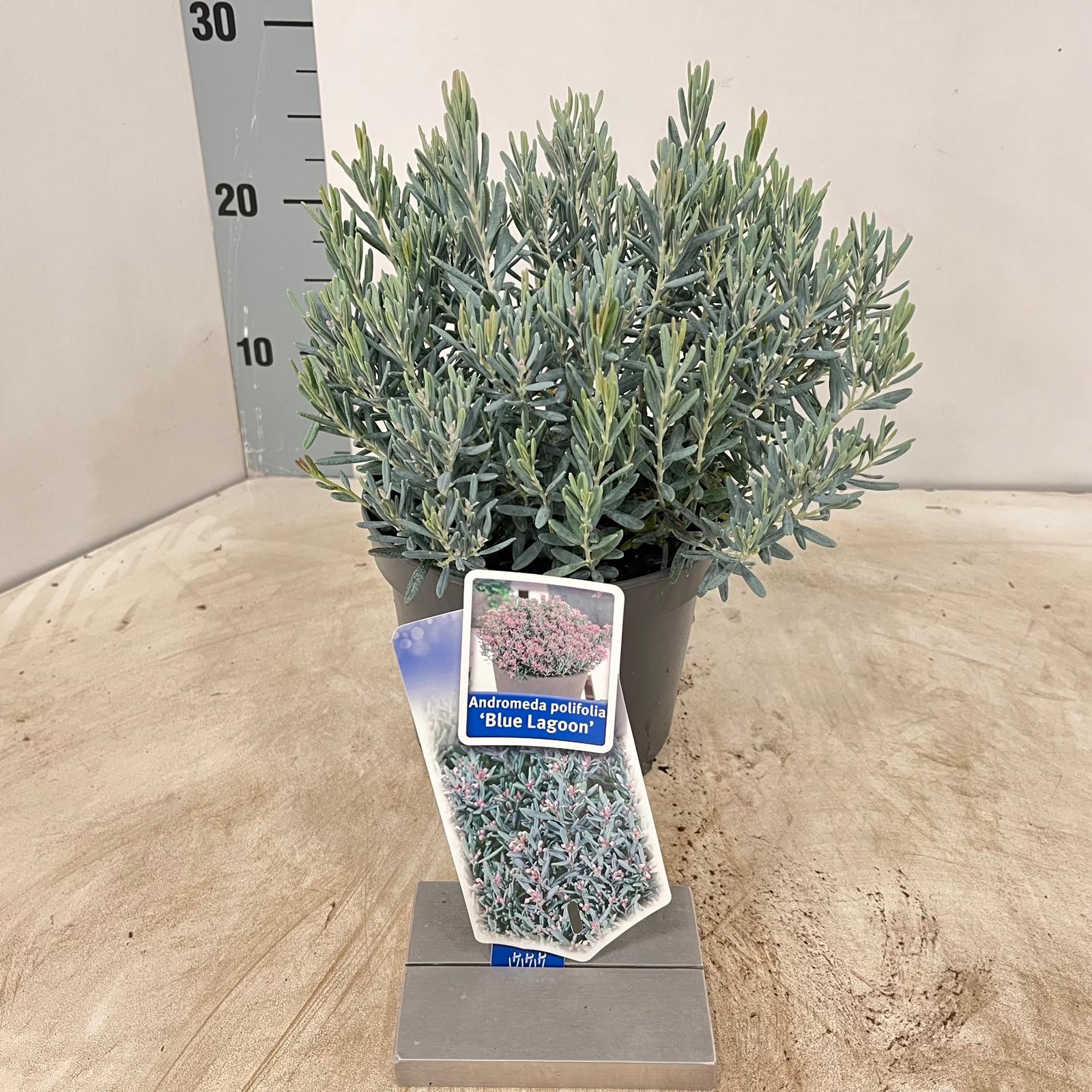 Picture of Andromeda polifolia 'Blue Lagoon'