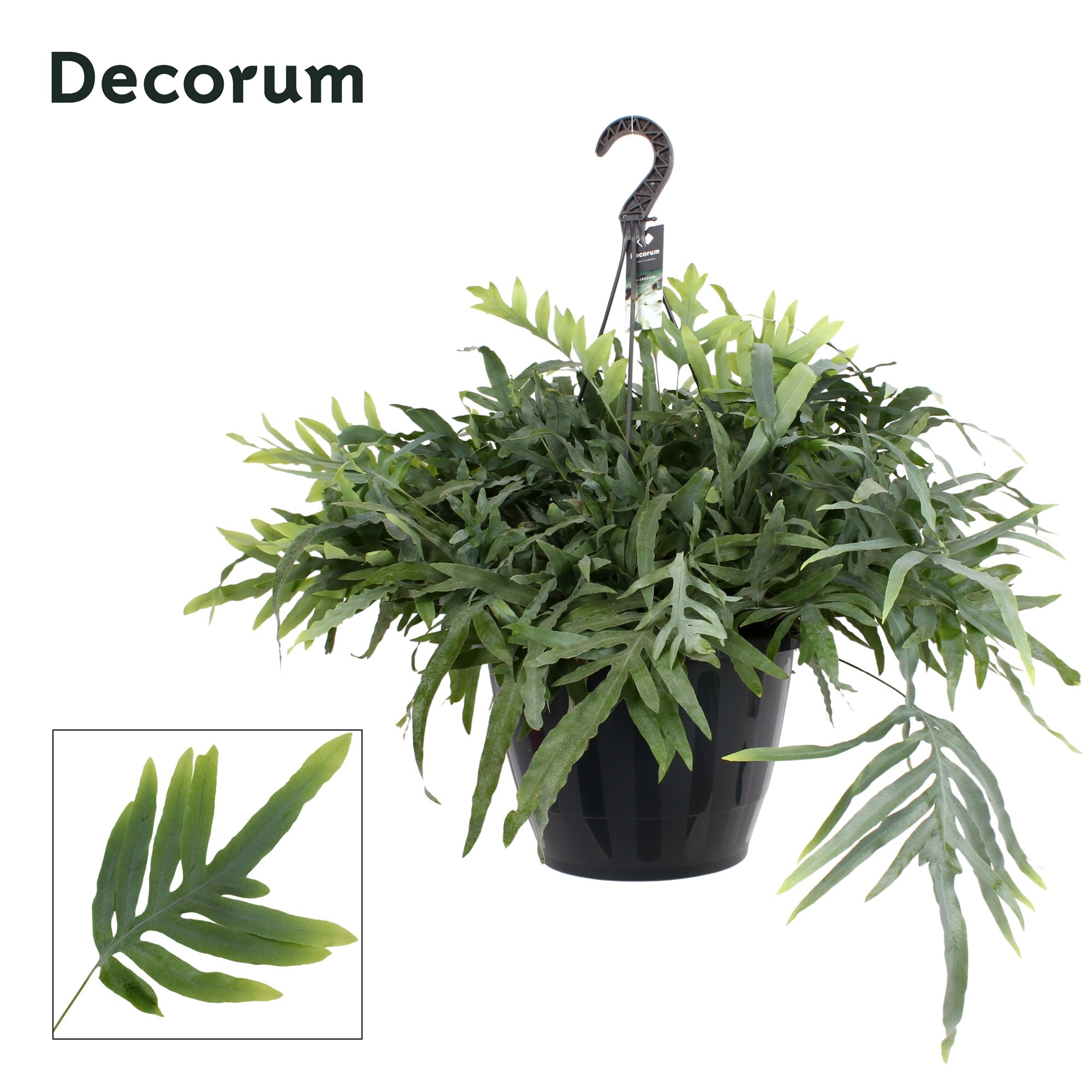 Phlebodium aureum 'Blue Star' xxl