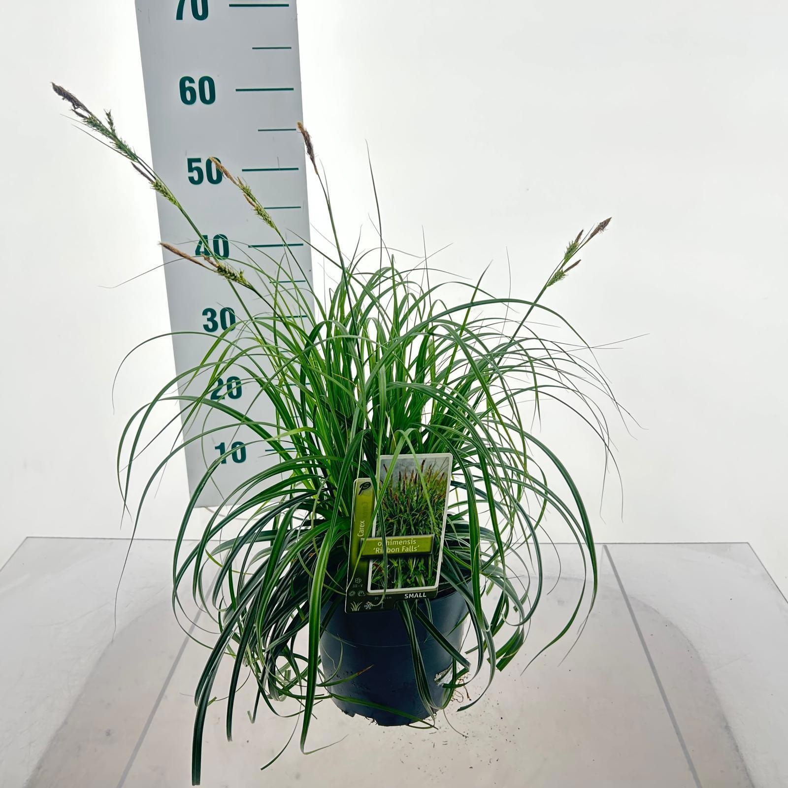 Carex Ribon Falls ('et Crx02'pbr)