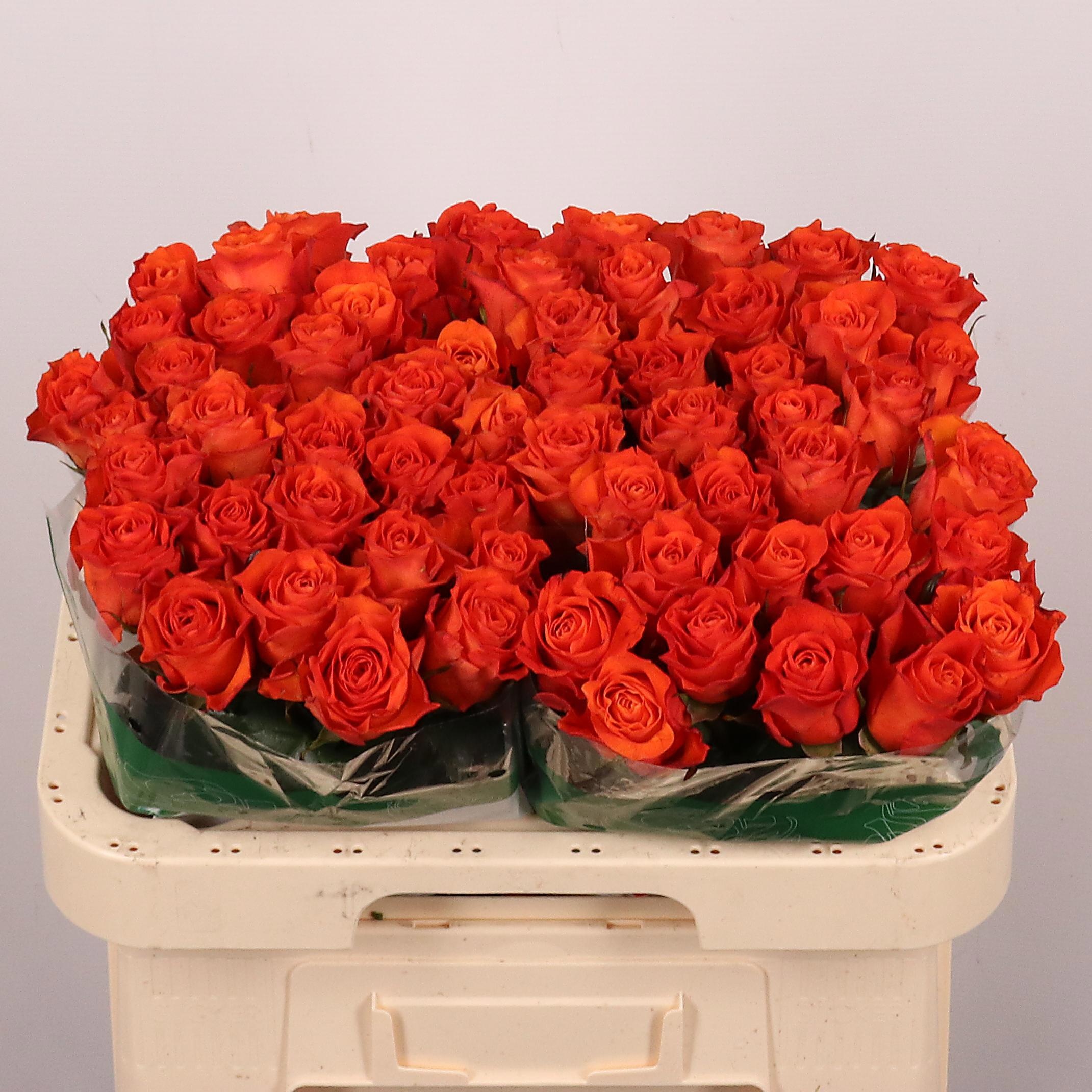 Rosa Orange Wave 60cm