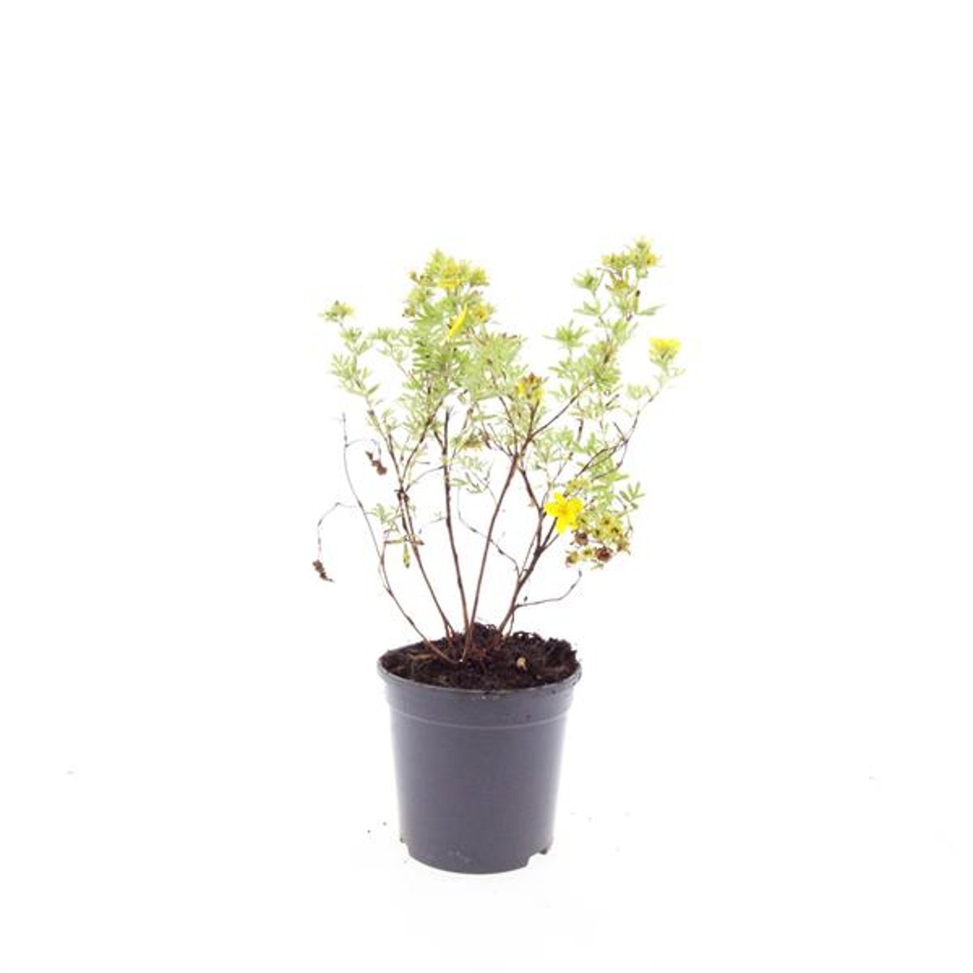 Potentilla f. 'Goldfinger'