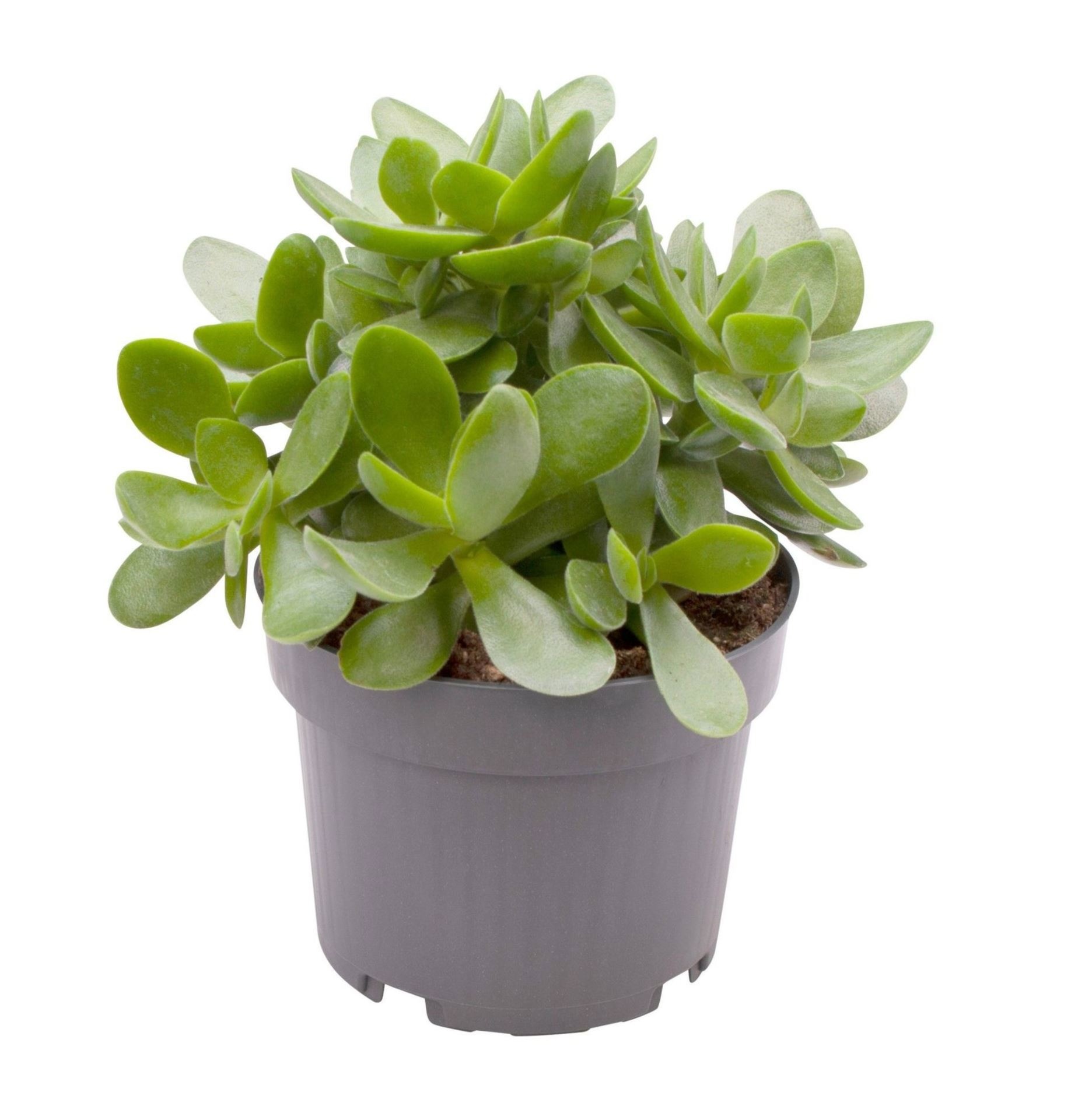 Crassula Money Maker®