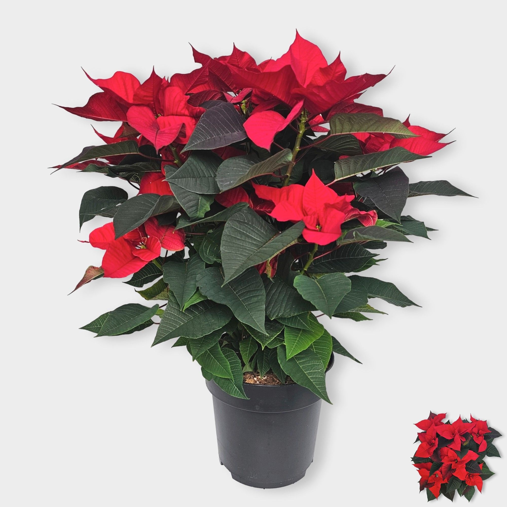 Euphor P Universe 22Ø 65cm